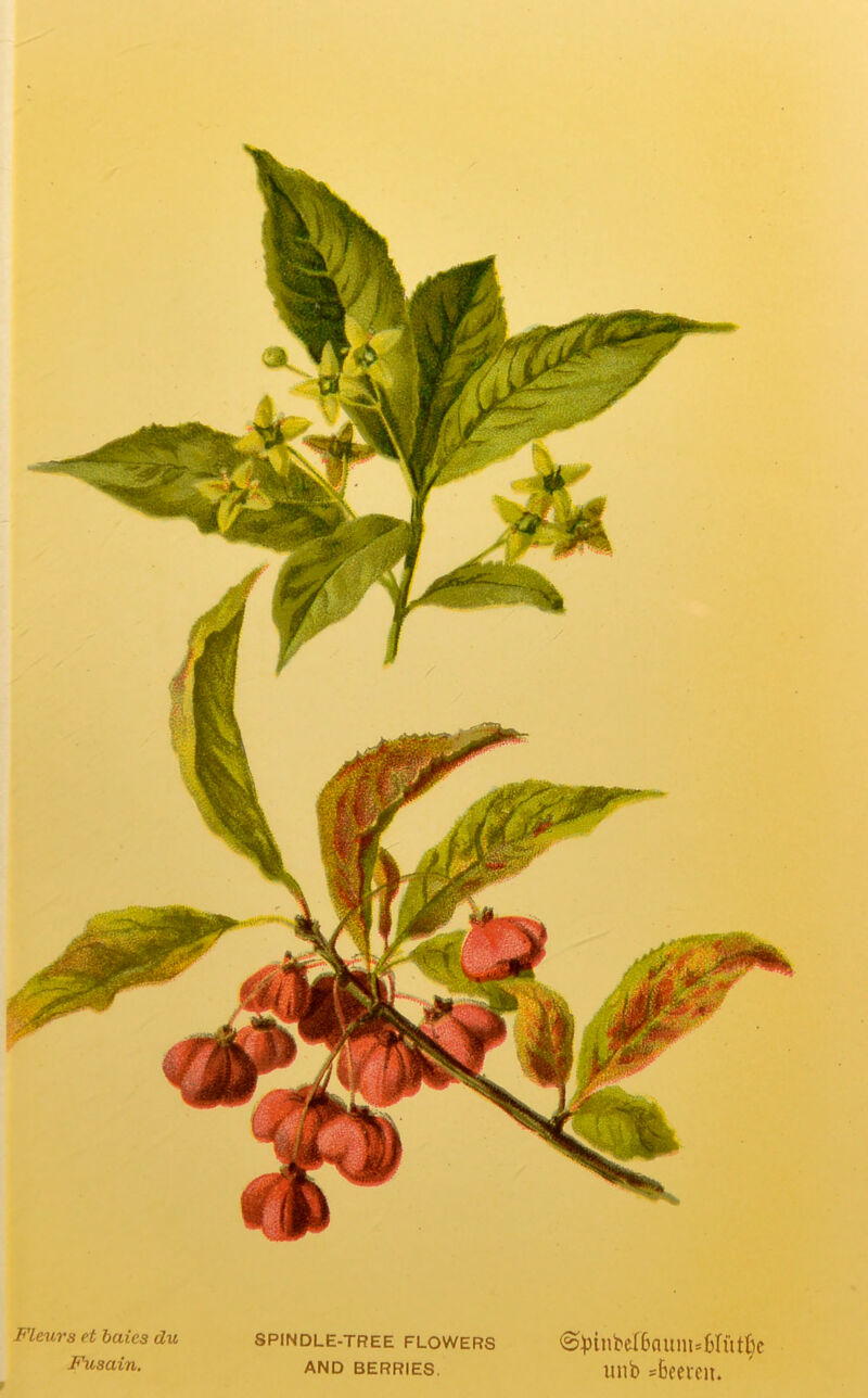 Fleurs et baics du Fusain. SPINDLE-TREE FLOWERS AND BERRIES. @£inbeI6aum»6Iutl}c imb =6eeren. f