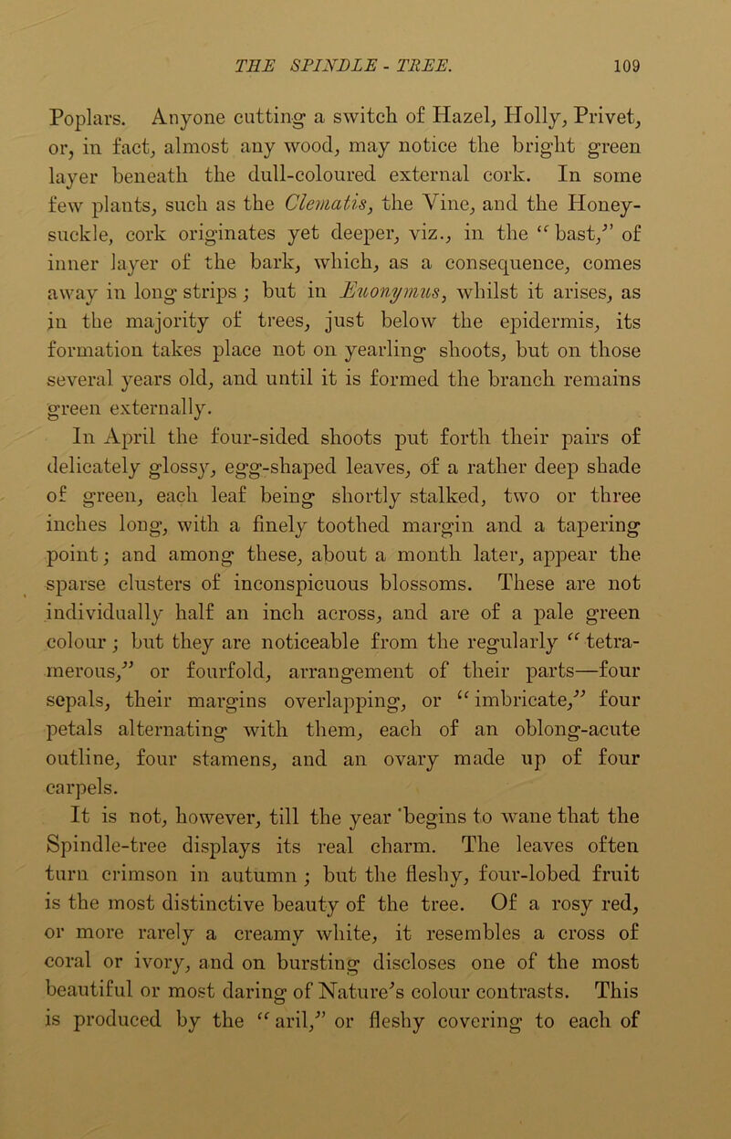 Poplars. Anyone cutting a switch of Hazel, Holly, Privet, or, in fact, almost any wood, may notice the bright green layer beneath the dull-coloured external cork. In some few plants, such as the Clematis, the Vine, and the Honey- suckle, cork originates yet deeper, viz., in the “'bast/’ of inner layer of the bark, which, as a consequence, comes away in long strips ; but in JEuonymus, whilst it arises, as in the majority of trees, just below the epidermis, its formation takes place not on yearling shoots, but on those several years old, and until it is formed the branch remains green externally. In April the four-sided shoots put forth their pairs of delicately glossy, egg-shaped leaves, of a rather deep shade of green, each leaf being shortly stalked, two or three inches long, with a finely toothed margin and a tapering point; and among these, about a month later, appear the sparse clusters of inconspicuous blossoms. These are not individually half an inch across, and are of a pale green colour ; but they are noticeable from the regularly “ tetra- merous,” or fourfold, arrangement of their parts—four sepals, their margins overlapping, or u imbricate,” four petals alternating with them, each of an oblong-acute outline, four stamens, and an ovary made up of four carpels. It is not, however, till the year ‘begins to wane that the Spindle-tree displays its real charm. The leaves often turn crimson in autumn ; but the fleshy, four-lobed fruit is the most distinctive beauty of the tree. Of a rosy red, or more rarely a creamy white, it resembles a cross of coral or ivory, and on bursting discloses one of the most beautiful or most daring of Nature’s colour contrasts. This is produced by the “ aril/’ or fleshy covering to each of