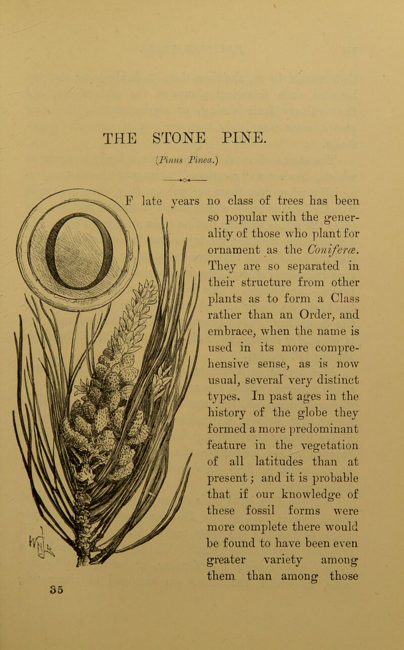 {Finns Finea.) F late years no class of trees has been so popular with the gener- ality of those who plant for ornament as the Conifer a. They are so separated in their structure from other plants as to form a Class rather than an Order, and embrace, when the name is used in its more compre- hensive sense, as is now usual, several very distinct types. In past ages in the history of the globe they formed a more predominant feature in the vegetation of all latitudes than at present; and it is probable that if our knowledge of these fossil forms were more complete there would be found to have been even greater variety among them than among those 35