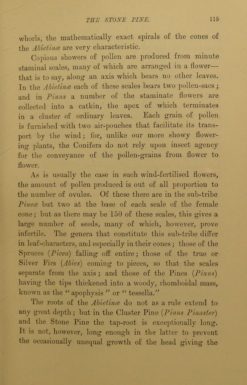 whorls, the mathematically exact spirals of the cones of the Abietince are very characteristic. Copious showers of pollen are produced from minute staminal scales, many of which are arranged in a flower— that is to say, along an axis which bears no other leaves. In the Abietince each of these scales bears two pollen-sacs; and in Finns a number of the staminate flowers are collected into a catkin, the apex of which terminates in a cluster of ordinary leaves. Each grain of pollen is furnished with two air-pouches that facilitate its trans- port by the wind; for, unlike our more showy flower- ing plants, the Conifers do not rely upon insect agency for the conveyance of the pollen-grains from flower to flower. As is usually the case in such wind-fertilised flowers, the amount of pollen produced is out of all proportion to the number of ovules. Of these there are in the sub-tribe Finece but two at the base of each scale of the female cone; but as there may be 150 of these scales, this gives a large number of seeds, many of which, however, prove infertile. The genera that constitute this sub-tribe differ in leaf-characters, and especially in their cones; those of the Spruces (Picea) falling off; entire; those of the true or Silver Firs [Abies) coming to pieces, so that the scales separate from the axis ; and those of the Pines (.Finns) having the tips thickened into a woody, rhomboidal mass, known as the ce apophysis 33 or u tesseRa.'” The roots of the Abietince do not as a rule extend to any great depth; but in the Cluster Pine [Pinus Pinaster) and the Stone Pine the tap-root is exceptionally long. It is not, however, long enough in the latter to prevent the occasionally unequal growth of the head giving the