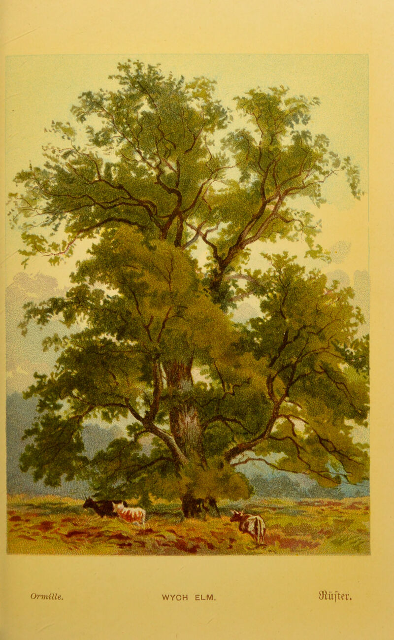 Ormille, WYCH ELM 3ft lifter