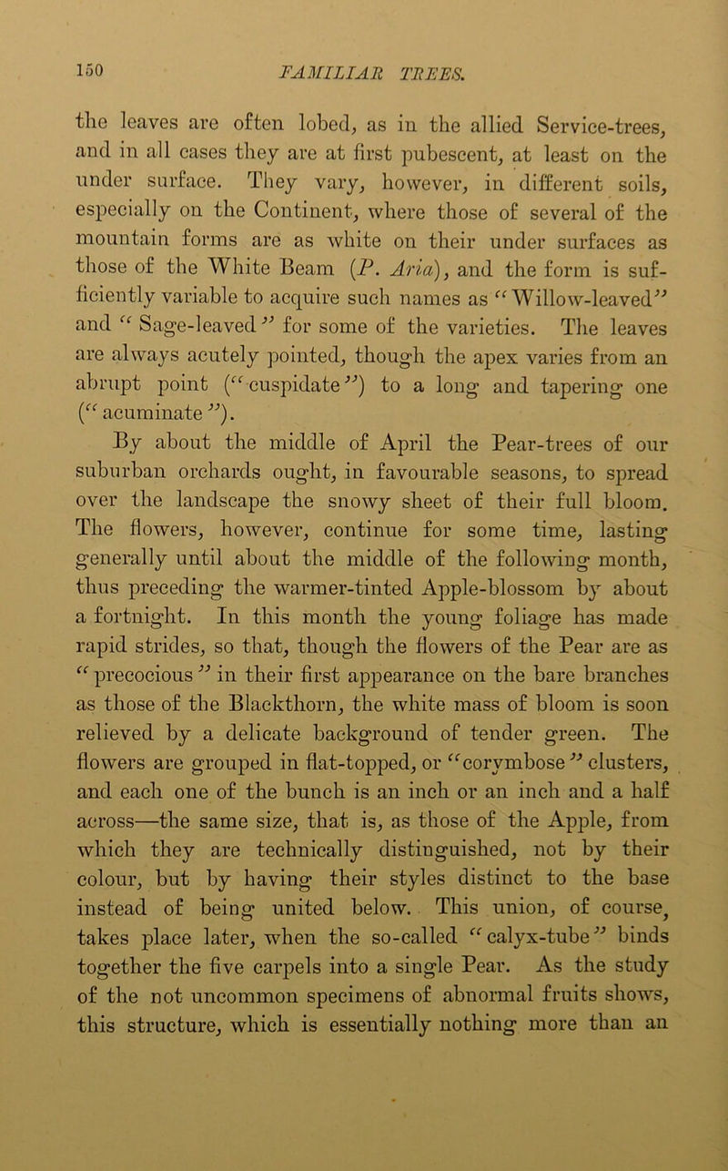 the leaves are often lobed, as in the allied Service-trees, and in all cases they are at first pubescent, at least on the under surface. They vary, however, in different soils, especially on the Continent, where those of several of the mountain forms are as white on their under surfaces as those of the White Beam (P. Ana), and the form is suf- ficiently variable to acquire such names as “ Willow-leaved” and “ Sage-leaved 33 for some of the varieties. The leaves are always acutely pointed, though the apex varies from an abrupt point (“ cuspidate ”) to a long and tapering one (“ acuminate ”). By about the middle of April the Pear-trees of our suburban orchards ought, in favourable seasons, to spread over the landscape the snowy sheet of their full bloom. The flowers, however, continue for some time, lasting generally until about the middle of the following month, thus preceding the warmer-tinted Apple-blossom by about a fortnight. In this month the young foliage has made rapid strides, so that, though the flowers of the Pear are as “ precocious33 in their first appearance on the bare branches as those of the Blackthorn, the white mass of bloom is soon relieved by a delicate background of tender green. The flowers are grouped in flat-topped, or “corymbose33 clusters, and each one of the bunch is an inch or an inch and a half across—the same size, that is, as those of the Apple, from which they are technically distinguished, not by their colour, but by having their styles distinct to the base instead of being united below. This union, of course, takes place later, when the so-called “ calyx-tube33 binds together the five carpels into a single Pear. As the study of the not uncommon specimens of abnormal fruits shows, this structure, which is essentially nothing more than an