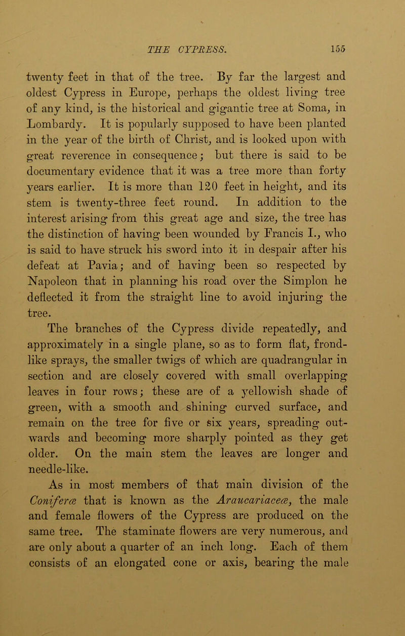 twenty feet in that of the tree. By far the largest and oldest Cypress in Europe, perhaps the oldest living tree of any kind, is the historical and gigantic tree at Soma, in Lombardy. It is popularly supposed to have been planted in the year of the birth of Christ, and is looked upon with great reverence in consequence; hut there is said to be documentary evidence that it was a tree more than forty years earlier. It is more than 120 feet in height, and its stem is twenty-three feet round. In addition to the interest arising from this great age and size, the tree has the distinction of having been wounded by Francis I., who is said to have struck his sword into it in despair after his defeat at Pavia; and of having been so respected by Napoleon that in planning his road over the Simplon he deflected it from the straight line to avoid injuring the tree. The branches of the Cypress divide repeatedly, and approximately in a single plane, so as to form flat, frond- like sprays, the smaller twigs of which are quadrangular in section and are closely covered with small overlapping leaves in four rows; these are of a yellowish shade of green, with a smooth and shining curved surface, and remain on the tree for five or six years, spreading out- wards and becoming more sharply pointed as they get older. On the main stem the leaves are longer and needle-like. As in most members of that main division of the Coniferce that is known as the Araucariacecc, the male and female flowers of the Cypress are produced on the same tree. The staminate flowers are very numerous, and are only about a quarter of an inch long. Each of them consists o£ an elongated cone or axis, bearing the male