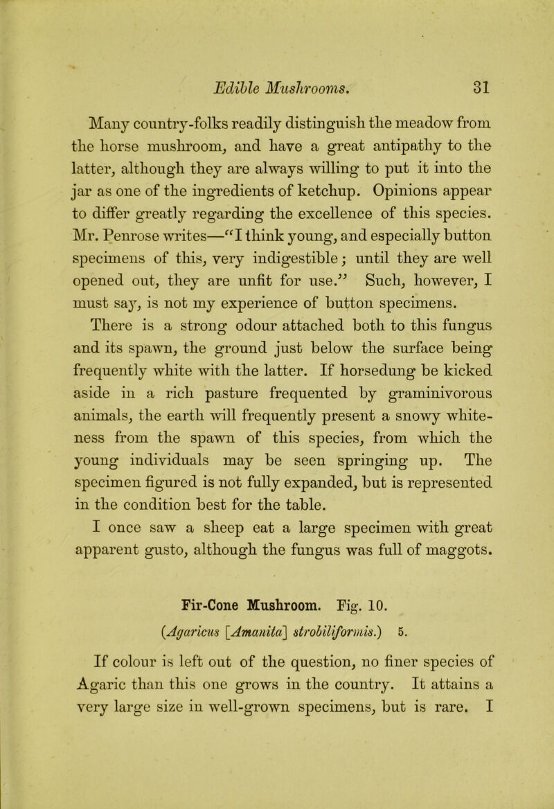 Many country-folks readily distinguish the meadow from the horse mushroom^ and have a great antipathy to the latter^ although they are always willing to put it into the jar as one of the ingredients of ketchup. Opinions appear to differ greatly regarding the excellence of this species. Mr. Pem’ose wiutes—^‘1 think young, and especially button specimens of this, very indigestible; until they are well opened out, they are unfit for use.’’^ Such, however, I must say, is not my experience of button specimens. There is a strong odour attached both to this fungus and its spawn, the ground just below the surface being frequently white with the latter. If horsedung be kicked aside in a rich pasture frequented by graminivorous animals, the earth will frequently present a snowy white- ness from the spawn of this species, from which the young individuals may be seen springing up. The specimen figured is not fully expanded, but is represented in the condition best for the table. I once saw a sheep eat a large specimen with great apparent gusto, although the fungus was full of maggots. Fir-Cone Mushroom. Fig. 10. (Agaricm \_Amanitd\ strohiliformis.) 5. If colour is left out of the question, no finer species of Agaric than this one grows in the country. It attains a very large size in well-grown specimens, but is rare. I