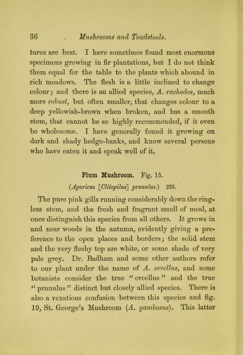 I tures are best. I bave sometimes found most enoi'nious specimens growing in fir plantations^ but I do not tliink tliem equal for tlie table to tlie plants wliicli abound in ricli meadows. Tlie flesh is a little inclined to change colour; and there is an allied species_, A, rachodeSy much more robust, but often smaller_, that changes colour to a deep yellowish-brown when broken^ and has a smooth stem_, that cannot be so highly recommended, if it even be wholesome. I have generally found it growdng on dark and shady hedge-banks, and know several persons who have eaten it and speak well of it. Plum Mushroom. Tig. 15. {Agaricus [Clitopilus] p'unulus^ 225. The pure pink gills running considerably down the ring- less stem, and the fresh and fragrant smell of meal, at once distinguish this species from all others. It grows in and near woods in the autumn, evidently giving a pre- ference to the open places and borders; the solid stem and the very fleshy top are white, or some shade of very pale grey. Dr. Badham and some other authors refer to our plant under the name of A. orcellus, and some botanists consider the true orcellus ” and the true prunulus distinct but closely allied species. There is also a vexatious confusion between this species and fig. 19, St. George^s Mushroom (^1. gambosus). This latter