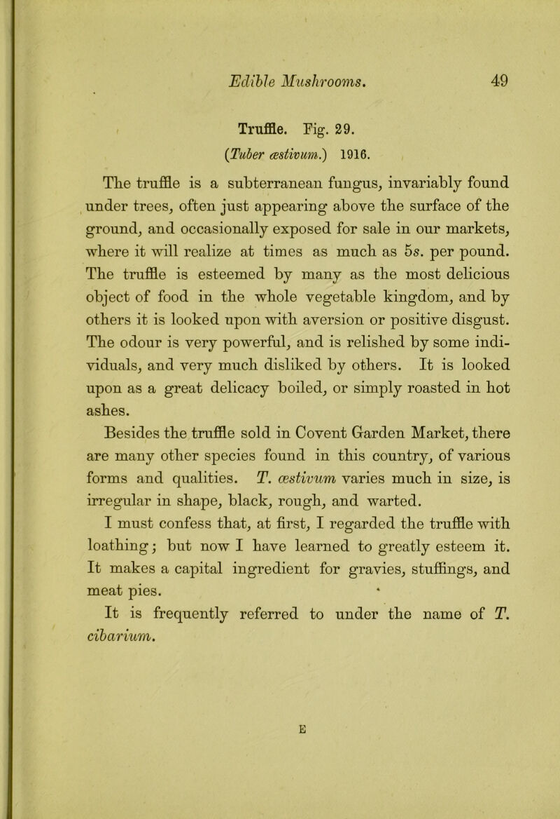 Truffle. Pig. 29. {Tuber cestivum.) 1916. The truffle is a subterranean fungus^ invariably found , under trees_, often just appearing above the surface of the ground,, and occasionally exposed for sale in our markets^ where it will realize at times as much as 5s. per pound. The truffle is esteemed by many as the most delicious object of food in the whole vegetable kingdom^ and by others it is looked upon with aversion or positive disgust. The odour is very powerful, and is relished by some indi- viduals, and very much disliked by others. It is looked upon as a great delicacy boiled, or simply roasted in hot ashes. Besides the truffle sold in Covent Garden Market, there are many other species found in this country, of various forms and qualities. T. cestivum varies much in size, is irregular in shape, black, rough, and warted. I must confess that, at first, I regarded the truffle with loathing; but now I have learned to greatly esteem it. It makes a capital ingredient for gravies, stuffings, and meat pies. It is frequently referred to under the name of T. cibarium. E