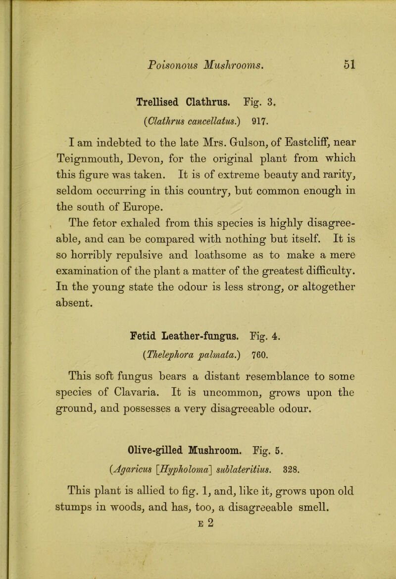 Trellised Clathrus. Pig. 3. (Clathrus cancellatus.) 917. I am indebted to tbe late Mrs. Grulson^ of Eastcliff^ near Teignmontli, Devon^ for tbe original plant from which this figure was taken. It is of extreme beauty and rarity^ seldom occm^ring in this country, but common enough in the south of Europe. The fetor exhaled from this species is highly disagree- able, and can be compared with nothing but itself. It is so horribly repulsive and loathsome as to make a mere examination of the plant a matter of the greatest difficulty. In the young state the odour is less strong, or altogether absent. Fetid Leather-fungus. Fig. 4. {ThelepJiora palmata.) 760. This soft fungus bears a distant resemblance to some species of Clavaria. It is uncommon, grows upon the ground, and possesses a very disagreeable odour. Olive-gilled Mushroom. Fig. 5. {Agaricus [HypJwloma] suhlateritius. 328. This plant is allied to fig. 1, and, like it, grows upon old stumps in woods, and has, too, a disagreeable smell. E 2