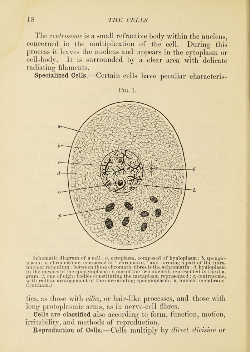 The eentrosome is a small refractive body within the nucleus, concerned in the multiplication of the cell. During this pr oeess it leaves the nucleus and appears in the cytoplasm or cell-body. It is surrounded by a clear area with delicate radiating filaments. Specialized Cells.—Certain cells have peculiar charaeteris- Fig. 1. Schematic diagram of a cell: a, ectoplasm, composed of hyaloplasm ; h, spongio- plasm; c, chromosome, composed of “chromatin,” and forming a part of the intra- nuclear reticulum ; between these chromatic fibres is the achromatin; d, hyaloplasm in the meshes of the spongioplasm ; c, one of the two nucleoli represented in the dia- gram ;/, one of eight bodies constituting the metaplasm represented ; g, eentrosome, with radiate arrangement of the surrounding spongioplasm; h, nuclear membrane. (Dunham.) ties, as those with ezYia, or hair-like processes, and those with long proto})lasmic arms, as in nerve-cell fibres. Cells are classified also according to form, function, motion, irritability, and methods of reproduction. Reproduction of Cells.—Cells multiply by direct division or