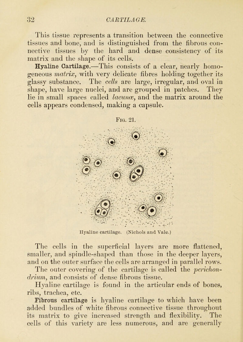 This tissue represents a transition between the connective tissues and bone, and is distinguished from the fibrous eon- nective tissues by the hard and dense consistency of its matrix and the shape of its cells. Hyaline Cartilage.—This consists of a clear, nearly homo- geneous matrixj with very delicate fibres holding together its glassy substance. The cells are large, irregular, and oval in shape, have large nuclei, and are grouped in patches. They lie in small spaces called lacuim, and the matrix around the cells appears condensed, making a capsule. Fig. 21. Hyaline cartilage. (Nichols and Vale.) The cells in the superficial layers are more flattened, smaller, and spindle-shaped than those in the deeper layers, and on the outer surface the cells are arranged in parallel rows. The outer covering of the cartilage is called the 'perichon- drium^ and consists of dense fibrous tissue. Hyaline cartilage is found in the articular ends of bones, ribs, trachea, etc. Fibrous cartilage is hyaline cartilage to which have been added bundles of Avhite fibrous connective tissue throughout its matrix to give increased strength and flexibility. The cells of this variety are less numerous, and are generally