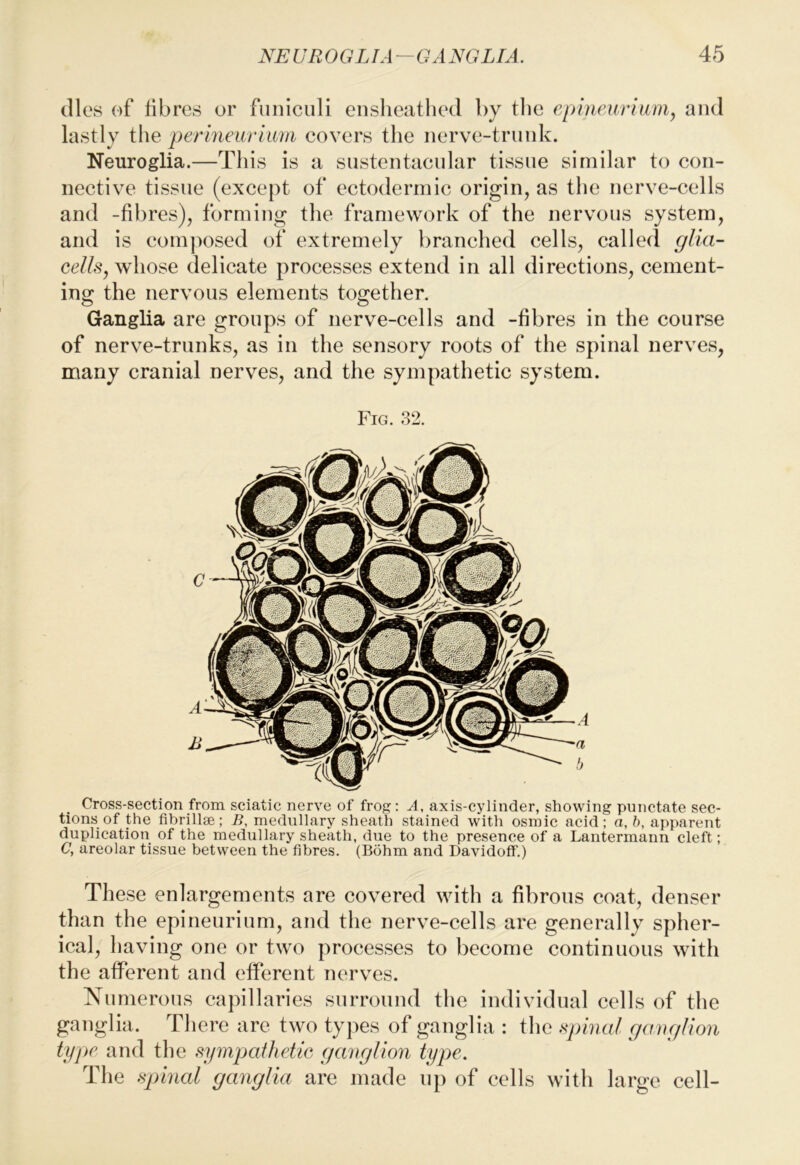 (lies of fibres or funiculi enslieatlied by tlie epineiirium, and lastly the perliieiirima covers the nerve-trunk. Neuroglia.—This is a sustentaeular tissue similar to con- nective tissue (except of ectodermic origin, as the nerve-cells and -fibres), forming the framework of the nervous system, and is com])osed of extremely branched cells, called glia- cells, whose delicate processes extend in all directions, cement- ing the nervous elements together. Ganglia are groups of nerve-cells and -fibres in the course of nerve-trunks, as in the sensory roots of the spinal nerves, many cranial nerves, and the sympathetic system. Fig. 32. Cross-section from sciatic nerve of frog: A, axis-cylinder, showing punctate sec- tions of the fibrillse; B, medullary sheath stained with osmic acid; a,h, apparent duplication of the medullary sheath, due to the presence of a Lantermann cleft; C, areolar tissue between the fibres. (Bohm and Davidoff.) These enlargements are covered with a fibrous coat, denser than the epineurium, and the nerve-cells are generally spher- ical, having one or two processes to become continuous with the afferent and efferent nerves. Numerous capillaries surround the individual cells of the ganglia. There are two types of ganglia : the spinal ganglion type and the sympathetic ganglion type. The spinal ganglia are made up of cells with large cell-