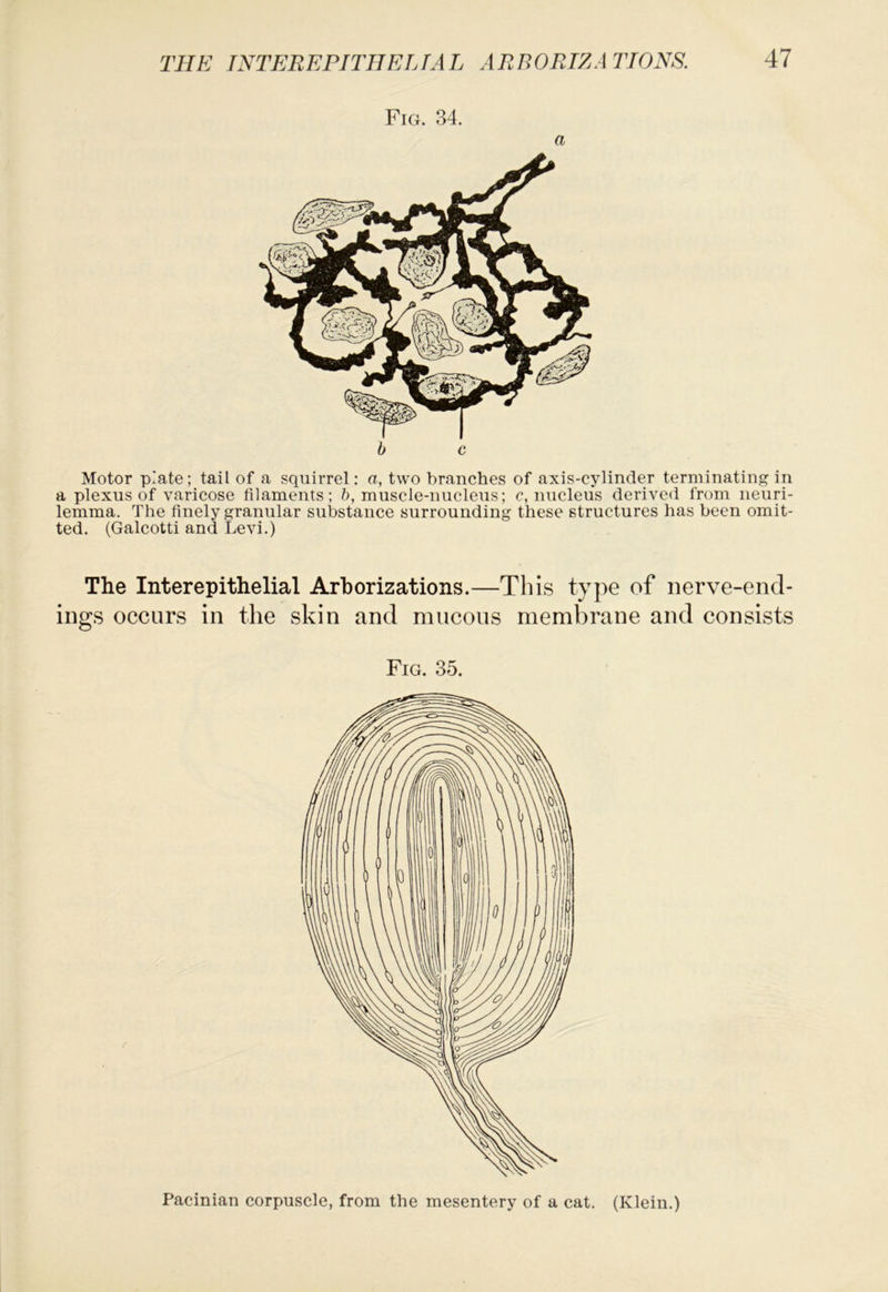 Fig. 34. a Motor plate; tail of a squirrel: a, two branches of axis-cylinder terminating in a plexus of varicose filaments; 5, muscle-nucleus; c, nucleus derived from neuri- lemma. The finely granular substance surrounding these structures has been omit- ted. (Galcotti and Levi.) The Interepithelial Arborizations.—This type of nerve-end- ings occurs in the skin and mucous membrane and consists Fig. 35. Pacinian corpuscle, from the mesentery of a cat. (Klein.)