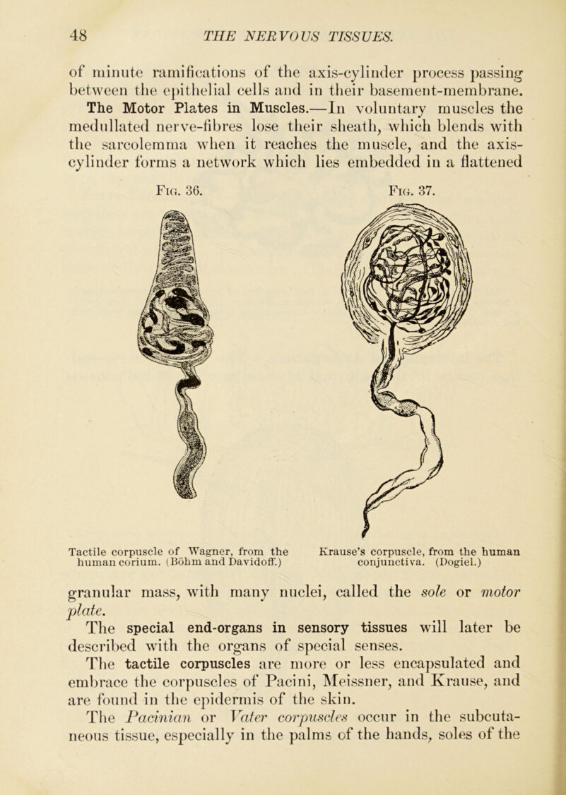 of iniiiute ramifications of the axis-cylinder process passing between the epithelial cells and in their basement-membrane. The Motor Plates in Muscles.—In voluntary muscles the medullated nerve-fibres lose their sheath, which blends with the sarcolemma when it reaches the muscle, and the axis- cylinder forms a network which lies embedded in a flattened Fig. 36. Fig. 37. Tactile corpuscle of Wagner, from the Krause’s corpuscle, from the human human corium. (Bohm and Davidoft'.) conjunctiva. (Dogiel.) granular mass, with many nuclei, called the sole or motor plate. The special end-organs in sensory tissues will later be described with the organs of special senses. T1 le tactile corpuscles are more or less encapsulated and embrace the corpuscles of Pacini, Meissner, and Krause, and are found in the epidermis of the skin. Tlie Pacinian or Vater corpusdes occur in the subcuta- neous tissue, especially in the palms of the hands, soles of the