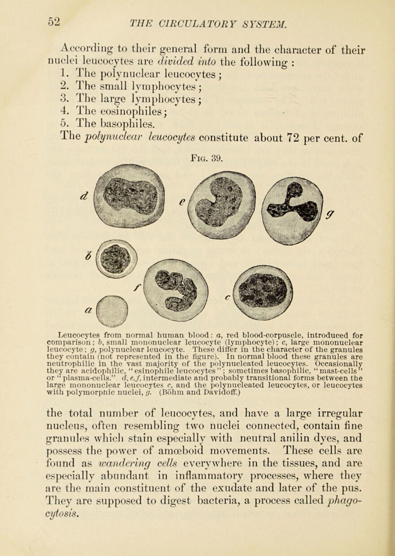 According to their general form and the character of their nuclei leucocytes are divided into the following : 1. The polynuclear leucocytes; 2. The small lymphocytes ; 3. The large lym[)hocytes ; 4. The eosinophiles; 5. The basophiles. The polynuclear leucocytes constitute about 72 per cent, of Fig. 39. Leucocytes from normal human blood: a, red blood-corpuscle, introduced for comparison; h, small mononuclear leucocyte (lymphocyte); c, large mononuclear leucocyte; g, polynuclear leucocyte. These differ in the character of the granules they contain (not represented in the figure). In normal blood these granules are neutrophilic in the vast majority of the polynucleated leucocytes. Occasionally they are acidophilic, “esinophile leucocytes” ; sometimes basophilic, “mast-cells” or “ plasma-cells.” d, e,f, intermediate and probably transitional forms between the large mononuclear leucocytes c, and the polynucleated leucocytes, or leucocytes with polymorpbic nuclei, g. (Bohm and Davidoff.) the total number of leucocytes, and have a large irregular nucleus, often resembling two nuclei connected, contain fine granules which stain especially with neutral anilin dyes, and possess the power of amoeboid movements. These cells are found as wandering cells everywhere in the tissues, and are esjiecially abundant in inflammatory processes, where they are the main constituent of the exudate and later of the pus. Tliey are supposed to digest bacteria, a process called phago-