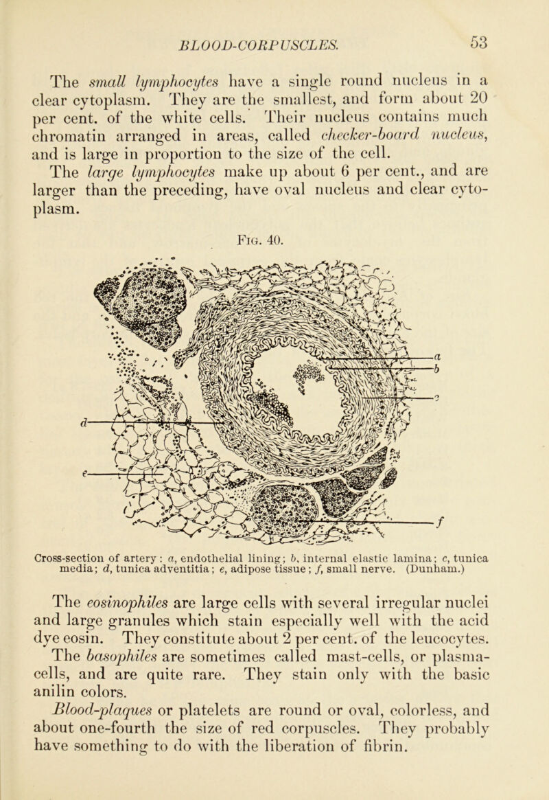 The small lymphocytes have a single round nucleus in a clear cytoplasm. They are the smallest, and form about 20 per cent, of the white cells. Their nucleus contains much chromatin arranged in areas, called checker-board nucleus^ and is large in proportion to the size of the cell. The large lymphocytes make up about 6 per cent., and are larger than the preceding, have oval nucleus and clear cyto- plasm. Fig. 40. Cross-sectiou of artery; a, endothelial lining; h, internal elastic lamina; c, tunica media; d, tunica adventitia; e, adipose tissue ; /, small nerve. (Dunham.) The eosinophiles are large cells with several irregular nuclei and large granules which stain especially well with the acid dye eosin. They constitute about 2 per cent, of the leucocytes. The basophiles are sometimes called mast-cells, or plasma- cells, and are quite rare. They stain only with the basic anilin colors. Blood-plaques or platelets are round or oval, colorless, and about one-fourth the size of red corpuscles. They probably have something to do with the liberation of fibrin. O