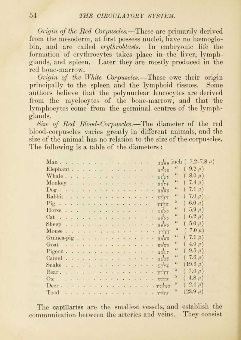 Origin of the Red Corpuscles.—These are primarily derived from the mesoderm, at first possess nuclei, have no haemoglo- bin, and are called erythi'ohlasts. In embryonic life the formation of erythrocytes takes place in the liver, lymph- glands, and spleen. Later they are mostly produced in the red bone-marrow. Origin of the White Corpuscles.—These owe their origin principally to the spleen and the lymphoid tissues. Some authors believe that the polynuclear leucocytes are derived from the myelocytes of the bone-marrow, and that the lymphocytes come from the germinal centres of the lymph- glands. Size of Red Blood-Corpuscles.—The diameter of the red blood-corpuscles varies greatly in different animals, and the size of the animal has no relation to the size of the corpuscles. The following is a table of the diameters : Man . . . . Elephant . . Whale . . . Monkey . Dog . . . . Kabbit . . . . • • • Hoi-se . . . Cat ... . Sheep . . . Mouse . . . Guinea-pig . Goat . . . IMgeon . . . Camel . . . Snake . . . Bear. . . . Ox . . . . Deer ... Toad . . . 1 3 2 0 0 inch ( 7.2 -7. 2tT3' a / \ 9.2 /^) 1 sT^'o u ( GO 0 /^) ■JsSt u ( 7.4 1 ■530^ u ( 7.1 ,«) 3^T u ( 7.0 u ( 6.0 ii) TOOTS' u ( 5.9 lO ¥oW u ( 6.2 1 ■5^000 a ( 5.0 /O 1 3 0 iT u ( 7.0 0 1 3 3 00 u ( 7.1 iC ■g-^Vo ii ( 4.0 /“) 1_ u ( 9.5 ll) 1 3 12 3 a ( 7.6 /O 1 u (19.6 /^) 1 33 11 u ( 7.0 /^) 1 SJ0 8 u ( 4.8 T2L3 a ( 2.4 C) 1 1043 u (• kS.9 The capillaries are the smallest vessels, and establish the communication between the arteries and veins. They consist