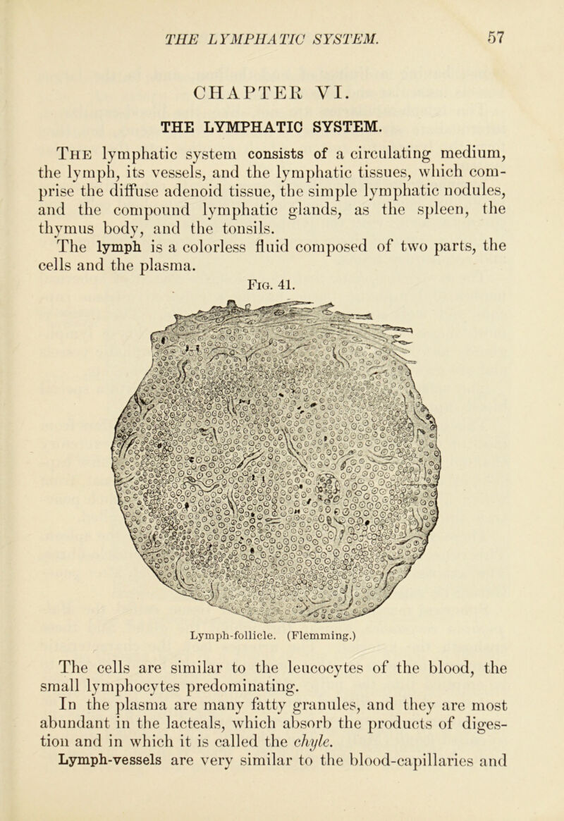 CHAPTER VI. THE LYMPHATIC SYSTEM. The lymphatic system consists of a circulating medium, the lymph, its vessels, and the lymphatic tissues, which com- prise the diffuse adenoid tissue, the simple lymphatic nodules, and the compound lymphatic glands, as the spleen, the thymus body, and the tonsils. The lymph is a colorless fluid composed of two parts, the cells and the plasma. Fig. 41. Lymph-follicle. (Flemming.) The cells are similar to tlie leucocytes of the blood, the small lymphocytes predominating. In the plasma are many fatty gramdes, and they are most abundant in the lacteals, which absorb the products of diges- tion and in which it is called the chyle. Lymph-vessels are very similar to the blood-capillaries and