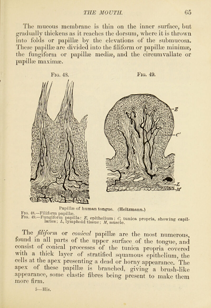 The mucous membrane is thin on the inner surface, but gradually thickens as it reaches the dorsum, where it is thrown into folds or papillae by the elevations of the submucosa. These papillae are divided into the filiform or papillae minimae, the fungiform or papillae mediae, and the circumvallate or papillae maximae. Fig. 48. Fig. 49. Papillse of human tongue. (Heitzmann.) Fig. 48.—Filiform papillie. Fig. 49.—Fungiform papillaepithelium; C, tunica propria, showing capil- laries , L, lymphoid tissue; M, muscle. The Jilifo7'm or coniocil papillae are the most numerous, found in all parts of the upper surfice of the tongue, and consist of conical processes of the tunica propria covered with a thick layer of stratified squamous epithelium, the cells at the apex presenting a dead or horny appearance. ^The apex of these papillae is branched, giving a brush-like appearance, some elastic fibres being present to make them more firm. 5—His.