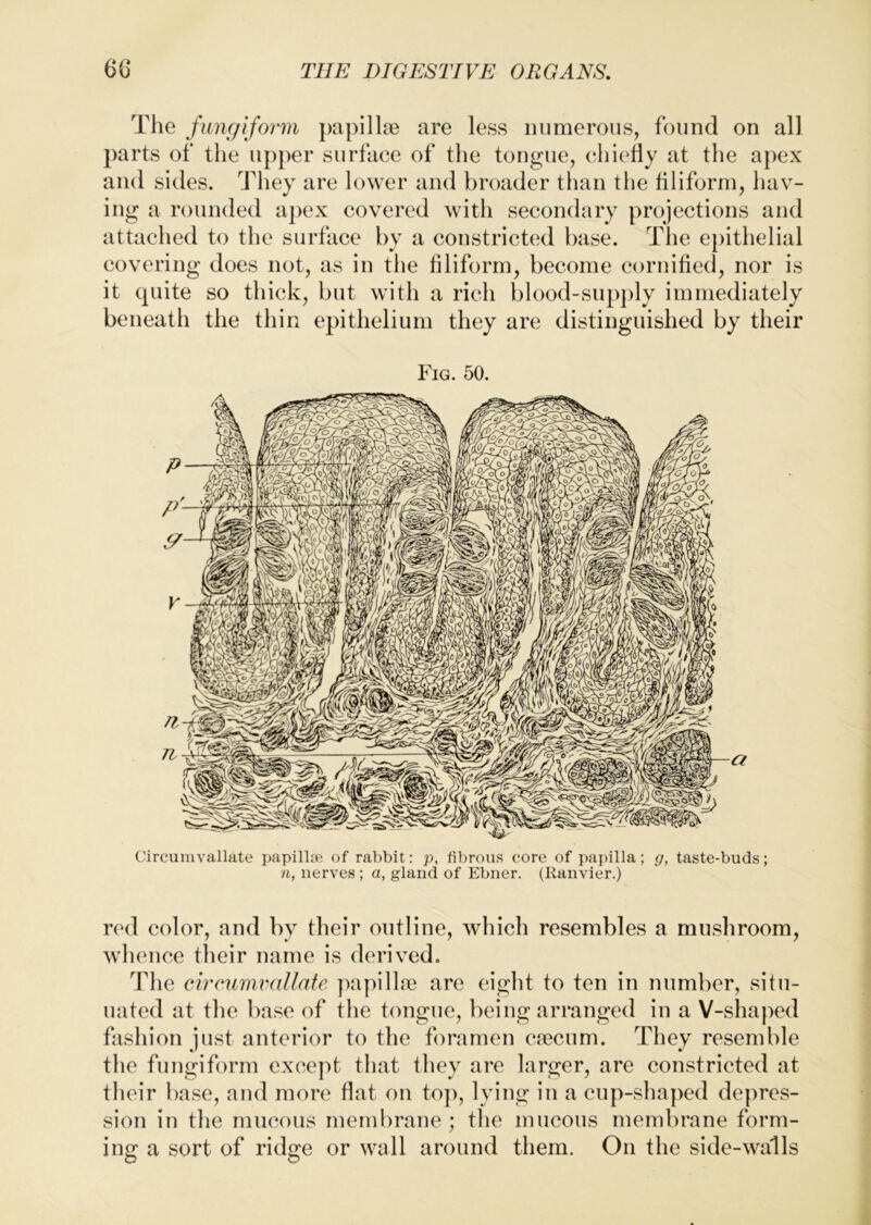 The fungiform papillae are less numerous, found on all parts of the upper surface of the tongue, chiefly at the apex and sides. They are lower and broader than the filiform, hav- ing a rounded apex covered with secondary projections and attached to the surface by a constricted base. The epithelial covering does not, as in the filiform, become cornified, nor is it quite so thick, but with a rich blood-supply immediately beneath the thin epithelium they are distinguished by their Fig. 50. Circunivallate papillae of rabbit: p, fibrous core of papilla; g, taste-buds; 71, nerves ; a, gland of Ebner. (Ranvier.) red color, and by their outline, which resembles a mushroom, whence their name is derived. The eircumvallate ]iapillfe are eight to ten in number, situ- uated at the base of the tongue, being arranged in a V-shaped fashion just anterior to the foramen ctecum. They resemble the fungiform except that they are larger, are constricted at their base, and more flat on top, lying in a cup-shaped depres- sion in the mucous membrane ; the mucous membrane form- ing a sort of ridge or wall around them. On the side-walls