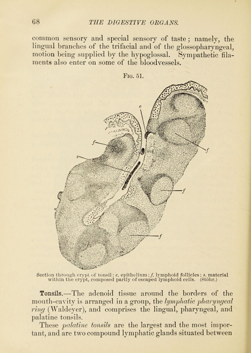 common sensory and special sensory of taste; namely, the lingual branches of the trifacial and of the glossopharyngeal, motion being supplied by the hypoglossal. Sympathetic fila- ments also enter on some of the bloodvessels. Fig. 51. Section through crypt of tonsil: e, epithelium;/, lymphoid follicles: material within the crypt, composed partly of escaped lymphoid cells. (Stohr.) Tonsils.—The adenoid tissue around the borders of the mouth-cavity is arranged in a group, the lymphatic lAiaryngeal ring (Waldeyer), and comprises the lingual, pharyngeal, and palatine tonsils. These palatine tonsils are the largest and the most impor- tant, and are two compound lymphatic glands situated between