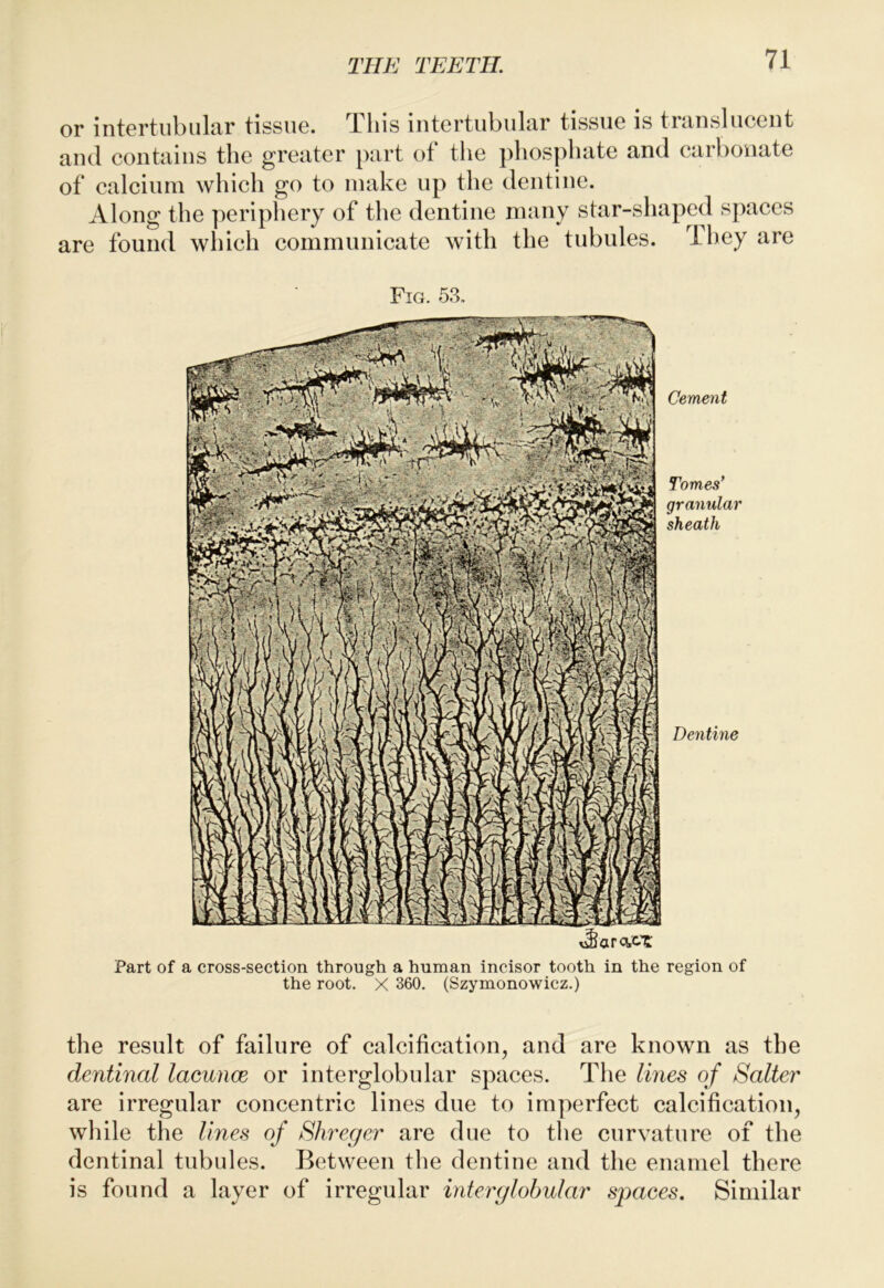 or intGrtiibiilcir tissiiG. lliis intcrtubulur tissue is tninsluceiit aiul coiitciiiis the greater part of the phosphate and carbonate of calcium which go to make up the dentine. Along the periphery of the dentine many star-shaped sj^accs are found which communicate with the tubules, dhey are Fig. 53, Cement Tomes' granular sheath Dentine Part of a cross-section through a human incisor tooth in the region of the root. X 360. (Szymonowicz.) the result of failure of calcification, and are known as the dentinal lacunce or interglobular spaces. The lines of Salter are irregular concentric lines due to imperfect calcification, while the lines of Shreger are due to the curvature of the dentinal tubules. Between the dentine and the enamel there is found a layer of irregular interglobular spaces. Similar