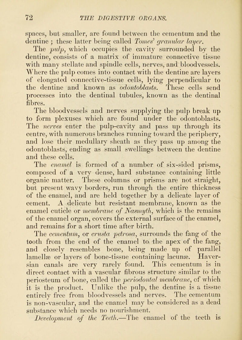 spaces, hut smaller, are fouiul between the cementiim and the dentine ; these latter being called Tonies^ granular layer. The pulp, which occupies the cavity surrounded by the dentine, consists of a matrix of immature connective tissue with many stellate and spindle cells, nerves, and bloodvessels. AVhere the pulp comes into contact with the dentine are layers of elongated connective-tissue cells, lying perpendicular to the dentine and known as odontoblasts. These cells send processes into the dentinal tubules, known as the dentinal fibres. The bloodvessels and nerves supplying the pulp break up to form plexuses which are found under the odontoblasts. The nerves enter the pul])-cavity and pass up through its centre, with numerous branches running toward the periphery, and lose their medullary sheath as they pass up among the odontoblasts, ending as small swellings between the dentine and these cells. The enamel is formed of a number of six-sided prisms, composed of a very dense, hard substance containing little organic matter. These columns or prisms are not straight, but present wavy borders, run through the entire thickness of the enamel, and are held together by a delicate layer of cement. A delicate but resistant membrane, known as the enamel cuticle or memhi'ane of Nasmyth, which is the remains of the enamel organ, covers the external surface of the enamel, and remains for a short time after birth. The cementum, or crusta petrosa, surrounds the fang of the tooth from the end of the enamel to. the apex of the fang, and closely resembles bone, being made up of parallel laniellse or layers of bone-tissue containing lacun^e. Haver- sian canals are very rarely found. This cementum is in direct contact with a vascular fibrous structure similar to the ]^criosteum of bone, called the periodontal membrane, of wliich it is the product. Unlike the })ulp, the dentine is a tissue entirely free from bloodvessels and nerves. The cementum is non-vascular, and the enamel may be considered as a dead substance which needs no nourisliment. Development of the Teeth.—The enamel of the teeth is