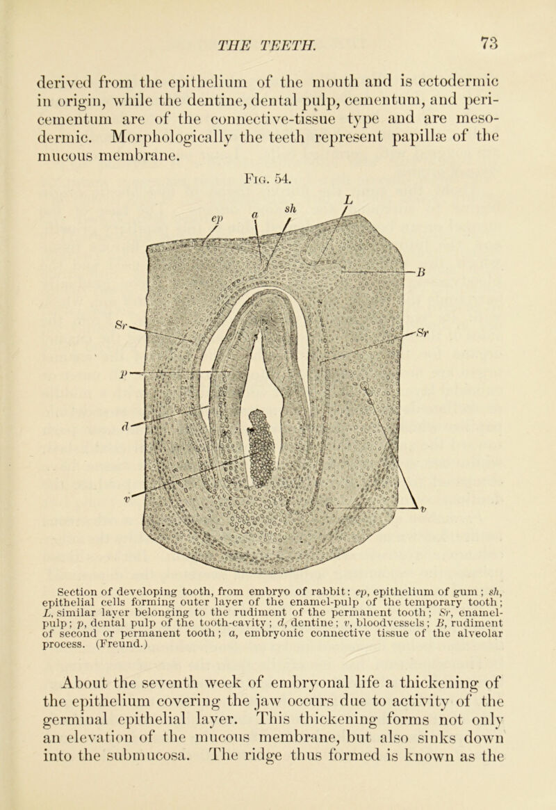 derived from the epitlielium of tlie mouth aud is ectodermic in origin, while the dentine, dental pulp, cementum, and j)eri- cementum are of the connective-tissue type and are rneso- dermic. Morphologically the teeth represent papilla) of the mucous membrane. Fio. r>4. ’OOo < ? e°< » 0?» Vil “ *• S VoVo.^' a Sj'c’'- » A® Section of developing tooth, from embryo of rabbit: ep, epithelium of gum ; sh, epithelial cells forming outer layer of the enamel-pulp of the temporary tooth; L, similar layer belonging to the rudiment of the permanent tooth; Sr, enamel- pulp ; p, dental pulp of the tooth-cavity ; d, dentine ; v, bloodvessels; B, rudiment of second or permanent tooth; a, embryonic connective tissue of the alveolar process. (Freund.) About the seventh week of embryonal life a thickening of the e])ithelium covering the jaw occurs due to activity of the germinal epithelial layer. This thickening forms not onlv an elevation of the mucous membrane, but also sinks down into the submucosa. The ridge thus formed is known as the