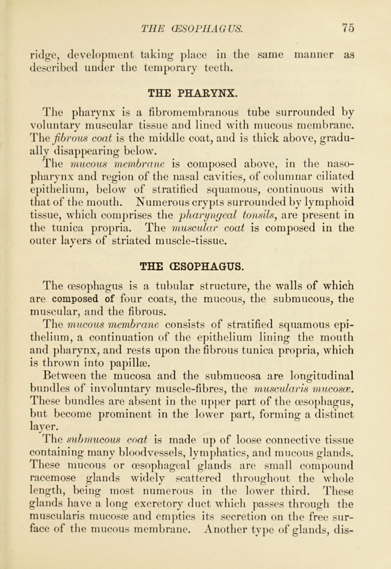 ridge, development taking place in the same manner as described under the temporary teeth. THE PHARYNX. The pharynx is a fibromembranous tube surrounded by voluntarv muscular tissue and lined with mucous membrane. The fibrous coat is the middle coat, and is thick above, gradu- ally disappearing below. The mucous membrane is composed above, in the naso- pharynx and region of the nasal cavities, of columnar ciliated epithelium, below of stratified squamous, continuous with that of the mouth. Numerous crypts surrounded by lymphoid tissue, which comprises the j)baryngeal tonsilsy are })resent in the tunica propria. The muscular coat is composed in the outer layers of striated muscle-tissue. THE (ESOPHAGUS. The oesophagus is a tubular structure, the walls of which are composed of four coats, the mucous, the submucous, the muscular, and the fibrous. The mucous membrane consists of stratified squamous epi- thelium, a continuation of the epithelium lining the mouth and pharynx, and rests upon the fibrous tunica propria, which is thrown into papillae. Between the mucosa and the submucosa are longitudinal bundles of involuntary musele-fibres, the muscular is mucosce. These bundles are absent in the upper part of the oesophagus, but become prominent in the lower part, forming a distinct layer. The subinucous coat is made up of loose connective tissue containing many bloodvessels, lymphatics, and mucous glands. These mucous or oesophageal glands are small eompound racemose glands widely scattered throughout the whole length, being most numerous in the lower third. These glands have a long excretory duct which passes through the muscularis mucosae and emj)ties its secretion on the free sur- face of the mucous membrane. Another type of glands, dis-