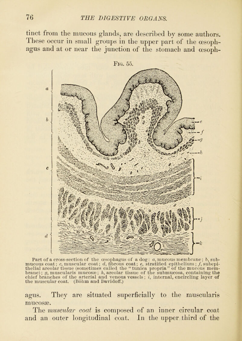 tinct from the mncoiis glands, are described by some authors. These occur in small groups in the upj)er part of the oesoph- agus and at or near the junction of the stomach and oesoph- Fig. 5o. Part of a cross-section of the oesophagus of a dog: a, mucous membrane; h, sub- mucous coat; c, muscular coat; d, fibrous coat; e, stratified epithelium; /, subepi- thelial areolar tissue (sometimes called the “ tunica propria ” of the mucous mem- brane) ; g, muscularis mucosae; h, areolar tissue of the siibmucosa, containing the chief branches of the arterial and venous vessels; i, internal, encircling layer of the muscular coat. (Bdhm and Davidoft’.) agus. They are situated superficially to the muscularis mucosae. The muscular coat is composed of an inner circular coat and an outer longitudinal coat. In the upper third of the