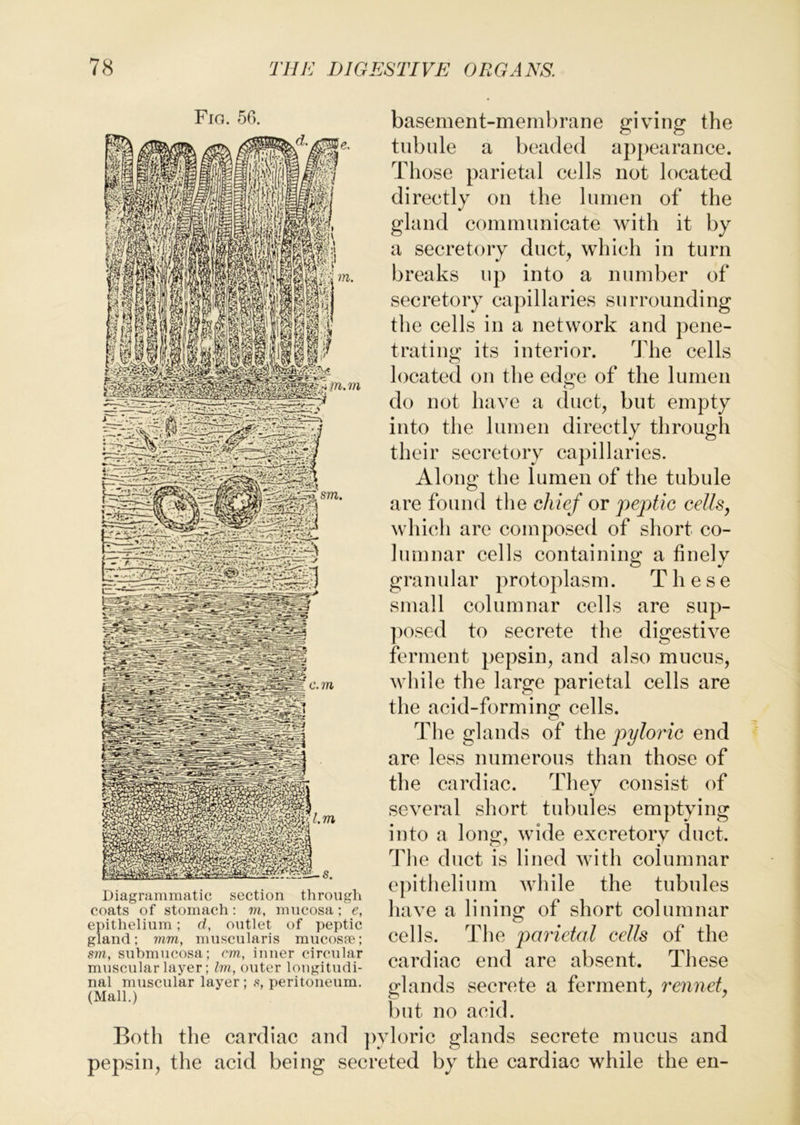 Fio. 50. basement-membrane giving the tubule a beaded appearance. Those parietid cells not located directly on the lumen of the gland communicate with it by a secretory duct, which in turn breaks up into a number of secretory capillaries surrounding the cells in a network and pene- trating its interior. The cells located on the edge of the lumen do not have a duct, but empty into the lumen directly through their secretory capillaries. Along the lumen of the tubule are found the chief or peptic cellsj which are composed of short co- lumnar cells containing a finely granular protoplasm. These small columnar cells are sup- ])osed to secrete the digestive ferment pepsin, and also mucus, while the large parietal cells are the acid-forming cells. The glands of the pyloi'ic end are less numerous than those of the cardiac. They consist of several short tubules emptying into a long, wide excretory duct. The duct is lined with columnar epithelium while the tubules have a lining of short columnar cells. The parietal cells of the cardiac end are absent. These glands secrete a ferment, I'ennet, but no acid. Both the cardiac and ])yloric glands secrete mucus and pepsin, the acid being secreted by the cardiac while the en- Diagranimatic section through coats of stomach: m, mucosa; e, epithelium; d, outlet of peptic gland; mm, muscularis mucosfe; sm, submucosa; cm, inner circular muscular layer; Im, outer longitudi- nal muscular layer; s, peritoneum. (Mall.)