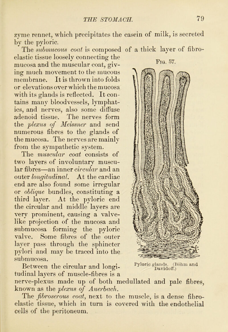 Fig. 57. zyme rennet, which precipitates the casein of milk, is secreted by the pyloric. The submucous coat is composed of a thick layer of fibro- elastic tissue loosely connecting the mucosa and the muscular coat, giv- ing much movement to the mucous membrane. It is thrown into folds or elevations over which the mucosa with its glands is reflected. It con- tains many bloodvessels, lymphat- ics, and nerves, also some diffuse adenoid tissue. The nerves form the plexus of Meissner and send numerous fibres to the glands of the mucosa. The nerves are mainlv from the sympathetic system. The muscular coat consists of two layers of involuntary muscu- lar fibres—an inner circular and an outer longitudinal. At the cardiac end are also found some irregular or oblique bundles, constituting a third layer. At the pyloric end the circular and middle lavers are very prominent, causing a valve- like projection of the mucosa and submucosa forming the pyloric valve. Some fibres of the outer layer pass through the sphincter pylori and may be traced into the submucosa. Between the circular and longi- tudinal layers of muscle-fibres is a nerve-plexus made up of both medullated and pale fibres, known as the plexus of Auerbach. The fibroserous coat, next to the muscle, is a dense fibro- elastic tissue, which in turn is covered with the endothelial cells of the peritoneum. Pyloric glands. (Bohm and DavidolT.)