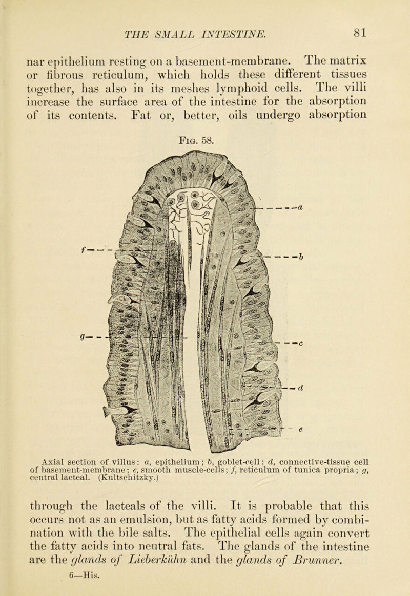liar epithelium resting on a basement-membrane. Tlie matrix or fibrous reticulum, which holds these different tissues together, has also in its meshes lymphoid cells. The villi increase the surface area of the intestine for the absorption of its contents. Fat or, better, oils undergo absorption Fig. 58. f- Axial section of villus: a, epithelium; h, p;oblet-cell; d, connective-tissue cell of basement-membrane; e, smooth muscle-cells; /, reticulum of tunica propria; g, central lacteal. (Kultschitzky.) through the lacteals of the villi. It is probable that this occurs not as an emulsion, but as fatty acids formed by combi- nation with the bile salts. The epithelial cells again convert the fatty acids into neutral fats. The glands of the intestine are the glands of Lieberkuhn and the glands of Brunner. 6—Ilis.