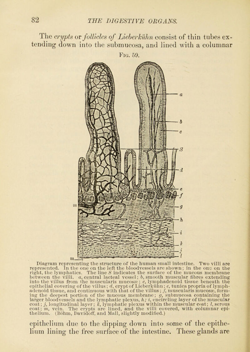 The crypts or follicles of Lieherkuhn consist of thin tubes ex- tending down into the snbnuieosa, and lined with a columnar Fig. 59. Diagram representing the structure of the human small intestine. Two villi are represented. In the one on the left the bloodvessels are shown; in the one on the right, the lymphatics. The line S indicates the surface of the mucous membrane between the villi, a, central lacteal vessel; 5, smooth muscular fibres extending into the villus from the muscularis mucosa;; c, lymphadenoid tissue beneath the epithelial covering of the villus; d, crypt of Lieberkvihn; e, tunica propria of lymph- adenoid tissue, and continuous witli that of the villus; /, muscularis mucosa?* form- ing the deepest portion of the mucous membrane; g, submucosa containing the larger bloodvessels and the lymphatic plexus, h; f, encircling layer of the muscular coat; j, longitudinal layer; k, lymphatic plexus within the muscular coat; I, serous coat; m, vein. The crypts are lined, and the villi covered, with columnar epi- thelium. (Bbhm, Davicioff, and Mall, slightly modified.) epitlicliiiin due to tlie dipping down into some of the epithe- lium lining the free surfaee of the intestine. These glands are