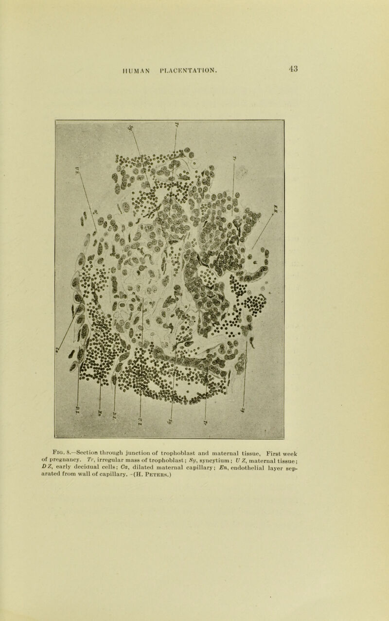 Fig. 8.—Section through junction of trophoblast and maternal tissue, First week of pregnancy. Tr, irregular mass of trophoblast; Sty, syncytium ; U Z, maternal tissue; D Z, early decidual cells; Ca, dilated maternal capillary; En, endothelial layer sep- arated from wall of capillary. -(H. Peters.)