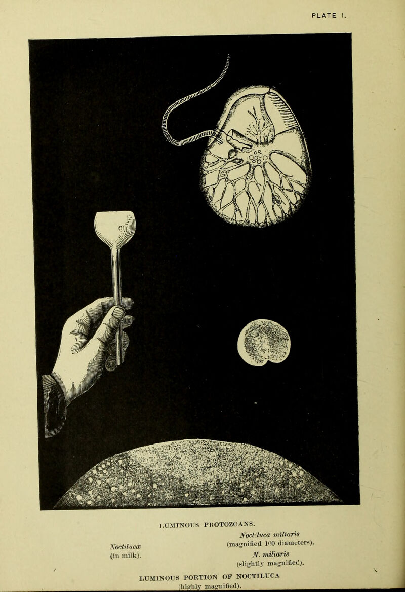 I,UMINt)CS PTiOTOZOAKS. Noct'luca miliaris XocMucm (magnified I'lO diameters), (in milk). iV. miliaris (slightly magnified). I.UMINOUS PORTION OF NOCTILUCA ihighl.Y magnified).