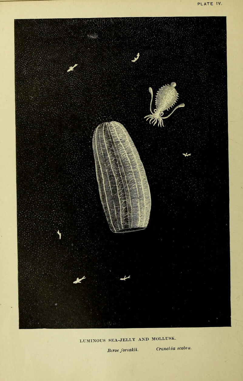 LUMINOUS SEA-JELLY AND MOLLUSK. Bcroe forsakii. Cranchia scal»a.