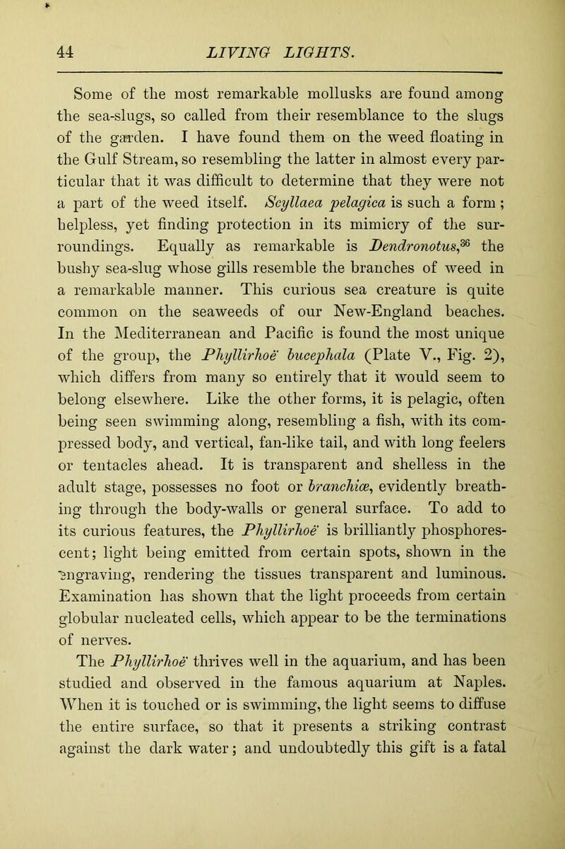 Some of the most remarkable mollusks are found among the sea-slugs, so called from their resemblance to the slugs of the gai’den. I have found them on the weed floating in the Gulf Stream, so resembling the latter in almost every par- ticular that it was difficult to determine that they were not a part of the weed itself. Seyllaea pelagica is such a form ; helpless, yet flnding protection in its mimicry of the sur- I’oundings. Equally as remarkable is Dendronotus,^ the bushy sea-slug whose gills resemble the branches of Aveed in a remarkable manner. This curious sea creature is quite common on the seaweeds of our New-England beaches. In the INIediterranean and Paciflc is found the most unique of the group, the PTiyllirhoe hucepTiala (Plate V., Fig. 2), which differs from many so entirely that it would seem to belong elsewhere. Like the other forms, it is pelagic, often being seen swimming along, resembling a fish, with its com- pressed body, and vertical, fan-like tail, and with long feelers or tentacles ahead. It is transparent and shelless in the adult stage, possesses no foot or brancMce, evidently breath- ing through the body-walls or general surface. To add to its curious features, the Phyllirlioe is brilliantly phosphores- cent; light being emitted from certain spots, shown in the ■Sngraving, rendering the tissues transparent and luminous. Examination has shown that the light proceeds from certain globular nucleated cells, which appear to be the terminations of nerves. The Phyllirhoe thrives well in the aquarium, and has been studied and observed in the famous aquarium at Naples. When it is touched or is swimming, the light seems to diffuse the entire surface, so that it presents a striking contrast against the dark water; and undoubtedly this gift is a fatal