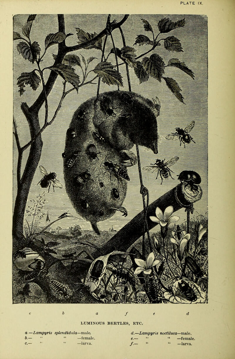 b aft d LUMINOUS BEETLES, ETC^ a—Lampyris splendidnla—miile. b.— “ —female. C.— '■ —larva. d. —Lampyris noctlluca—male. e. — “ “ —female. f. — “ “ —larva.