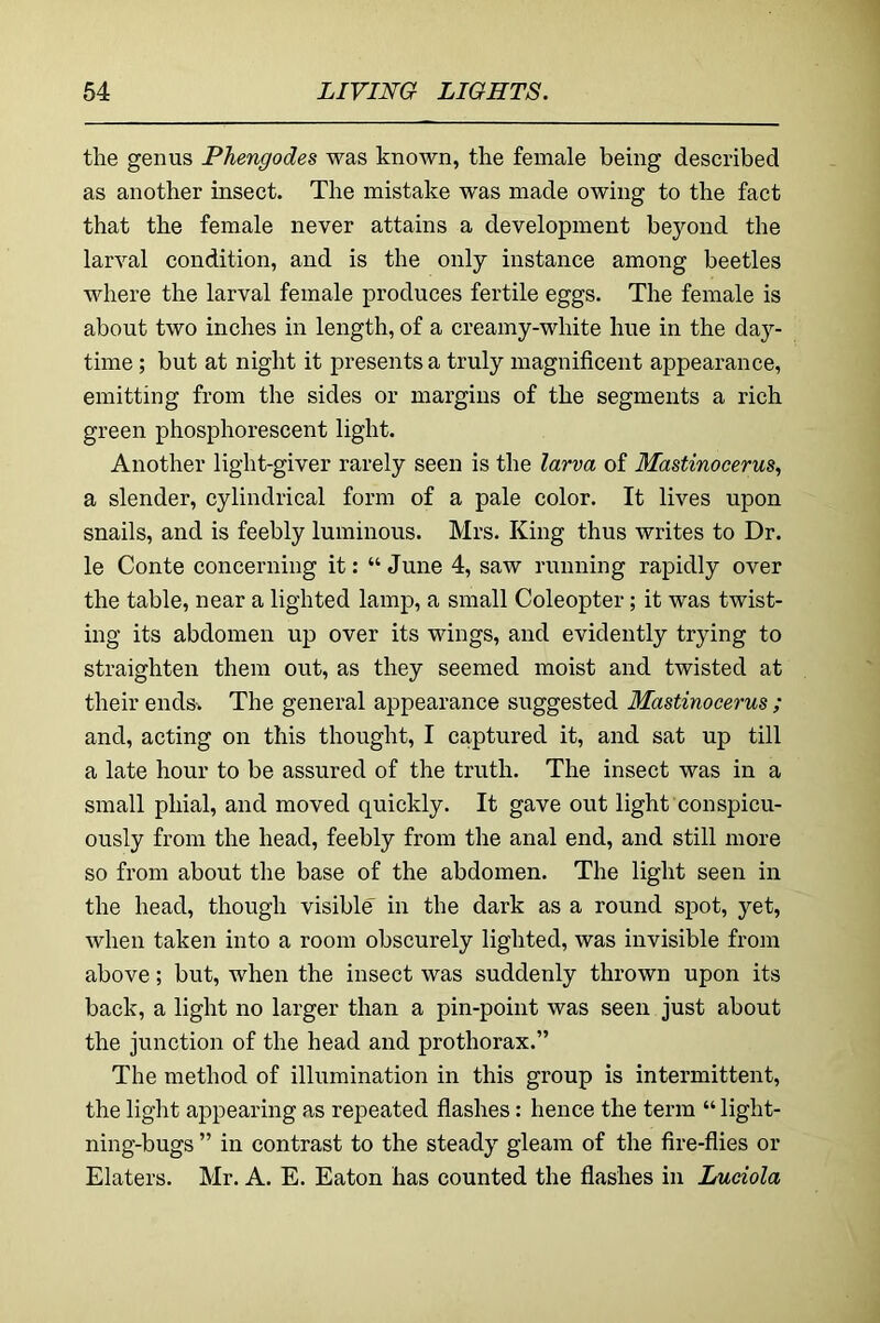 the genus Phengodes was known, the female being described as another insect. The mistake was made owing to the fact that the female never attains a development beyond the larval condition, and is the only instance among beetles where the larval female produces fertile eggs. The female is about two inches in length, of a creamy-white hue in the day- time ; but at night it presents a truly magnificent appearance, emitting from the sides or margins of the segments a rich green phosphorescent light. Another light-giver rarely seen is the larva of Mastinocerus., a slender, cylindrical form of a pale color. It lives upon snails, and is feebly luminous. Mrs. King thus writes to Dr. le Conte concerning it: “ June 4, saw running rapidly over the table, near a lighted lamp, a small Coleopter; it was twist- ing its abdomen up over its wings, and evidently trying to straighten them out, as they seemed moist and twisted at their ends. The general appearance suggested Mastinocerus ; and, acting on this thought, I captured it, and sat up till a late hour to be assured of the truth. The insect was in a small phial, and moved quickly. It gave out light conspicu- ously from the head, feebly from the anal end, and still more so from about the base of the abdomen. The light seen in the head, though visible in the dark as a round spot, yet, when taken into a room obscurely lighted, was invisible from above; but, when the insect was suddenly thrown upon its back, a light no larger than a pin-point was seen just about the junction of the head and prothorax.” The method of illumination in this group is intermittent, the light appearing as repeated flashes: hence the term “ light- ning-bugs ” in contrast to the steady gleam of the fire-flies or Elaters. Mr. A. E. Eaton has counted the flashes in Luciola