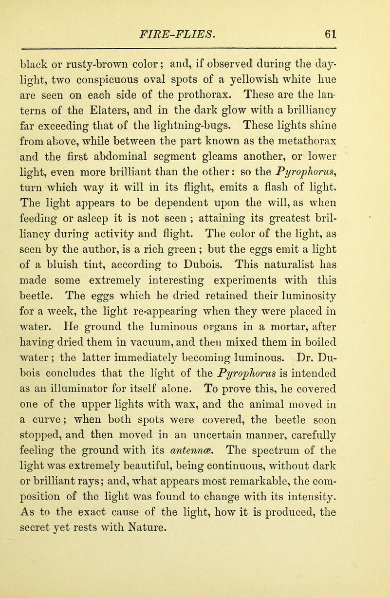 black or rusty-brown color; and, if observed during the day- light, two conspicuous oval spots of a yellowish white hue are seen on each side of the prothorax. These are the lan^ terns of the Elaters, and in the dark glow with a brilliancy far exceeding that of the lightning-bugs. These lights shine from above, while between the part known as the metathorax and the first abdominal segment gleams another, or lower light, even more brilliant than the other: so the PyropTiorus, turn which way it will in its flight, emits a flash of light. The light appears to be dependent upon the will, as when feeding or asleep it is not seen ; attaining its greatest bril- liancy during activity and flight. The color of the light, as seen by the author, is a rich green ; but the eggs emit a light of a bluish tint, according to Dubois. This naturalist has made some extremely interesting experiments with this beetle. The eggs which he dried retained their luminosity for a week, the light re-appearing when they were placed in water. He ground the luminous organs in a mortar, after having dried them in vacuum, and then mixed them in boiled water; the latter immediately becoming luminous. Dr. Du- bois concludes that the light of the PyropJiorus is intended as an illuminator for itself alone. To prove this, he covered one of the upper lights with wax, and the animal moved in a curve; when both spots were covered, the beetle soon stopped, and then moved in an uncertain manner, carefully feeling the ground with its antennae. The spectrum of the light was extremely beautiful, being continuous, without dark or brilliant rays; and, what appears most remarkable, the com- position of the light was found to change with its intensity. As to the exact cause of the light, how it is produced, the secret yet rests with Nature.