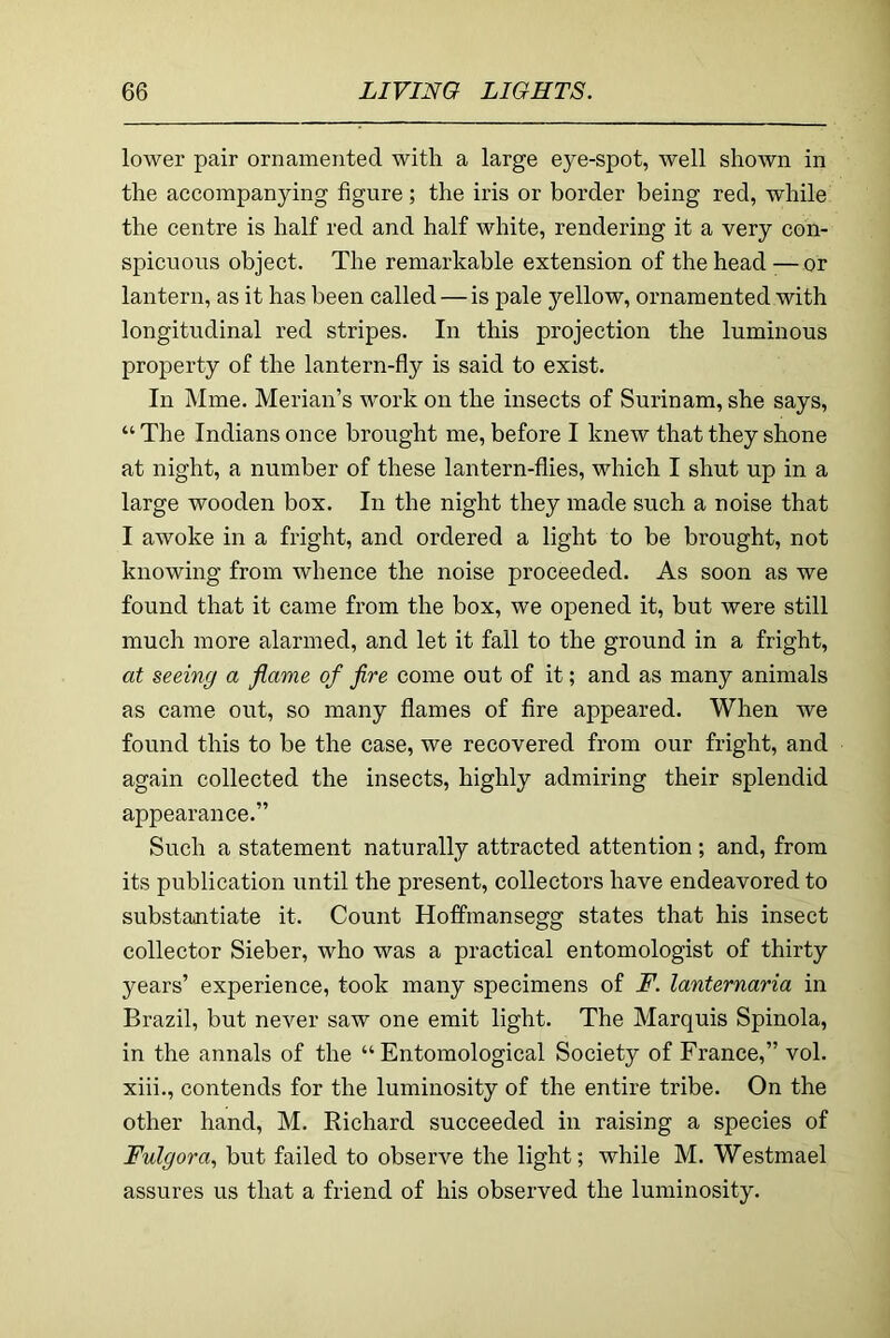 lower pair ornamented with a large eye-spot, well shown in the accompanying figure ; the iris or border being red, while the centre is half red and half white, rendering it a very con- spicuous object. The remarkable extension of the head — or lantern, as it has been called—is pale yellow, ornamented with longitudinal red stripes. In this projection the luminous property of the lantern-fly is said to exist. In Mine. Merian’s work on the insects of Surinam, she says, “ The Indians once brought me, before I knew that they shone at night, a number of these lantern-flies, which I shut up in a large wooden box. In the night they made such a noise that I awoke in a fright, and ordered a light to be brought, not knowing from whence the noise proceeded. As soon as we found that it came from the box, we opened it, but were still much more alarmed, and let it fall to the ground in a fright, at seeing a flame of fire come out of it; and as many animals as came out, so many flames of fire appeared. When we found this to be the case, we recovered from our fright, and again collected the insects, highly admiring their splendid appearance.” Such a statement naturally attracted attention; and, from its publication until the present, collectors have endeavored to substantiate it. Count Hoffrnansegg states that his insect collector Sieber, who was a practical entomologist of thirty years’ experience, took many specimens of F. lanternaria in Brazil, but never saw one emit light. The Marquis Spinola, in the annals of the “Entomological Society of France,” vol. xiii., contends for the luminosity of the entire tribe. On the other hand, M. Richard succeeded in raising a species of Fulgora, but failed to observe the light; while M. Westmael assures us that a friend of his observed the luminosity.
