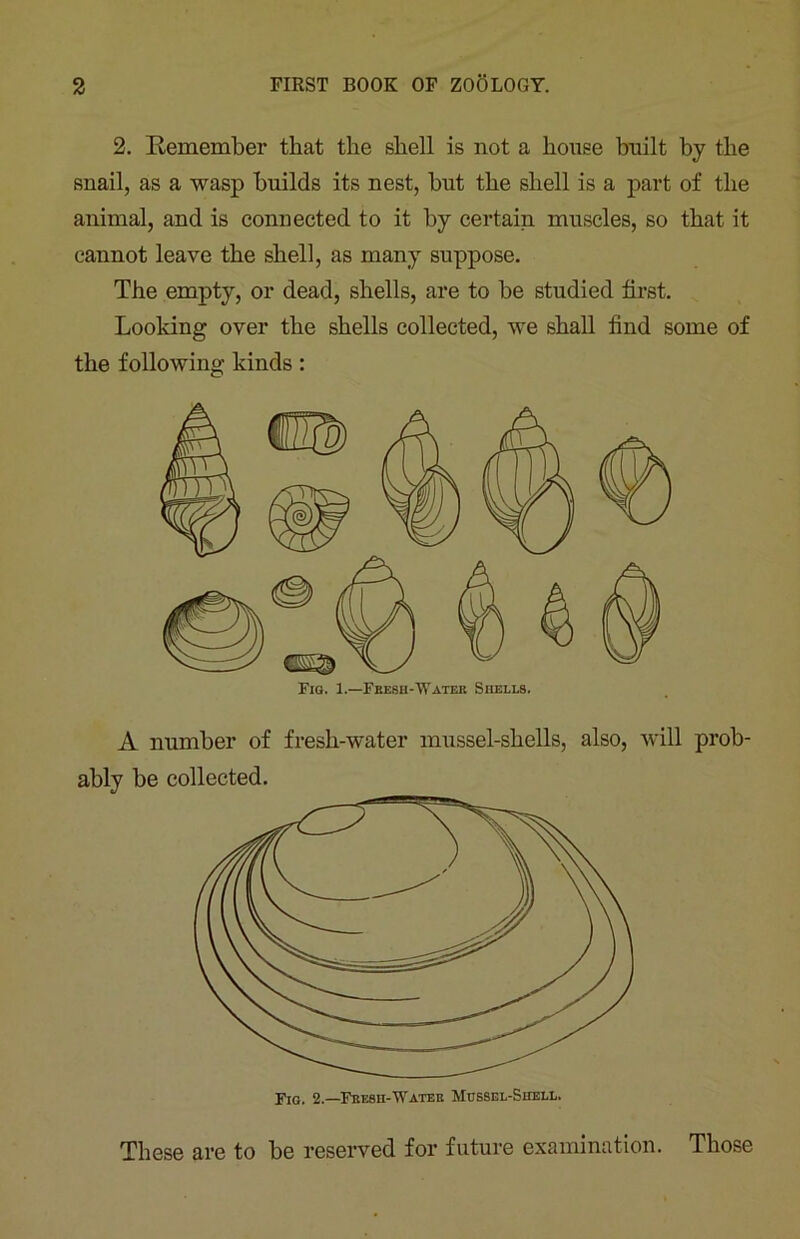 2. Remember that the shell is not a house built by the snail, as a wasp builds its nest, but the shell is a part of the animal, and is connected to it by certain muscles, so that it cannot leave the shell, as many suppose. The empty, or dead, shells, are to be studied first. Looking over the shells collected, we shall find some of the following kinds: A number of fresh-water mussel-shells, also, will prob- ably be collected. These are to be reserved for future examination. Those