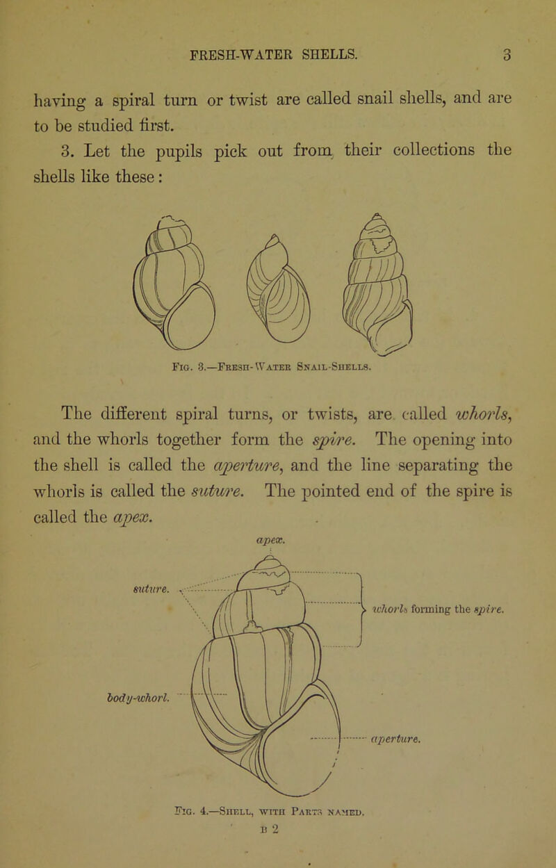 having a spiral turn or twist are called snail shells, and are to be studied tirst. 3. Let the pupils pick out from, their collections the shells like these: Fig. 3.—Fresh-Water Snail-Shells. The different spiral turns, or twists, are called whorls, and the whorls together form the spire. The opening into the shell is called the aperture, and the line separating the whorls is called the suture. The pointed end of the spire is called the apex. apex.