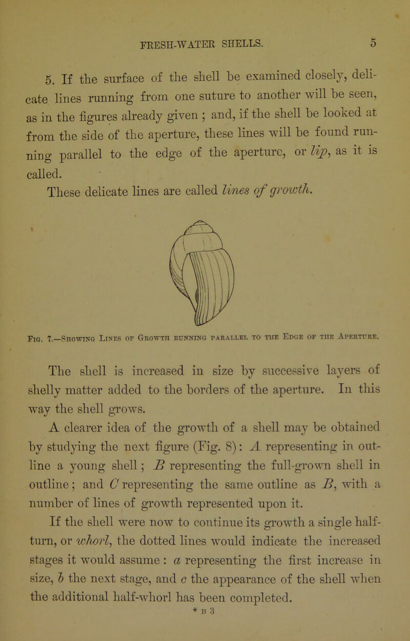 5. If the surface of the shell be examined closely, deli- cate lines running from one suture to another will be seen, as in the figures already given ; and, if the shell be looked at from the side of the aperture, these lines will be found run- ning parallel to the edge of the aperture, or lip, as it is called. These delicate lines are called lines of growth. Fig. 7.—SnowrNG Lines of Grouto running parallel to tub Edge of toe Aperture. The shell is increased in size by successive layers of shelly matter added to the borders of the aperture. In this way the shell grows. A clearer idea of the growth of a shell may be obtained by studying the next figure (Fig. 8): A representing in out- line a young shell; B representing the full-grown shell in outline; and C representing the same outline as B, with a number of lines of growth represented upon it. If the shell were now to continue its growth a single half- turn, or whorl, the dotted lines would indicate the increased stages it would assume : a representing the first increase in size, b the next stage, and o the appearance of the shell when the additional half-whorl has been completed. * B 3