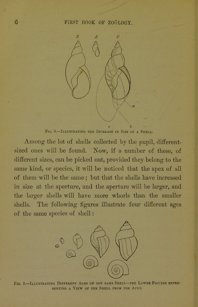 Among the lot of shells collected by the pupil, different- sized ones will be found. Now, if a number of these, of different sizes, can be picked out, provided they belong to the same kind, or species, it will be noticed that the apex of all of them will be the same; but that the shells have increased in size at the aperture, and the aperture will be larger, and the larger shells will have more whorls than the smaller shells. The following figures illustrate four different ages of the same species of shell: Fig. 9.—Illustrating Different Ages of the same Shell—the Lower Figures repre- senting a View of the Shell from the Apex.