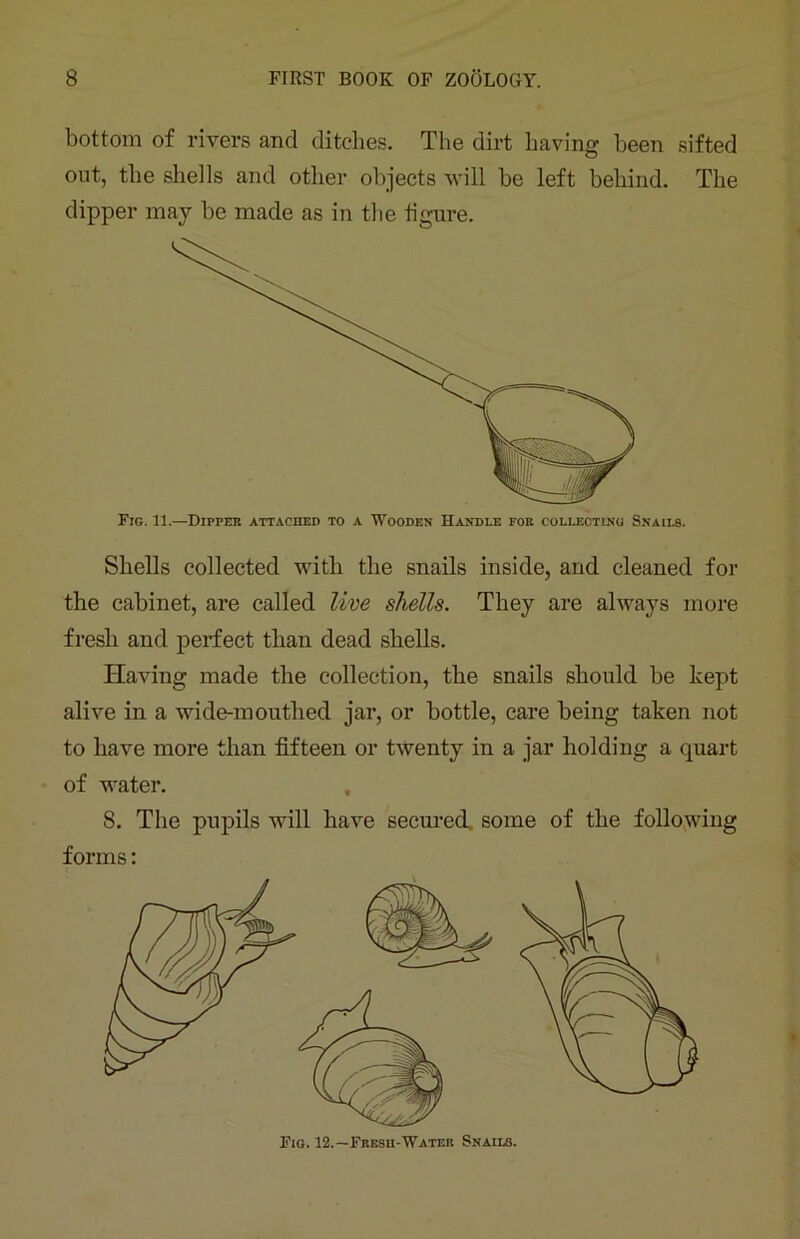 bottom of rivers and ditches. The dirt having been sifted out, the shells and other objects will he left behind. The dipper may he made as in the figure. Fig. 11.—Dipfeb attached to a Wooden Handle fob collecting Snails. Shells collected with the snails inside, and cleaned for the cabinet, are called live shells. They are always more fresh and perfect than dead shells. Having made the collection, the snails should be kept alive in a wide-mouthed jar, or bottle, care being taken not to have more than fifteen or twenty in a jar holding a quart of water. , 8. The pupils will have secured some of the following forms: