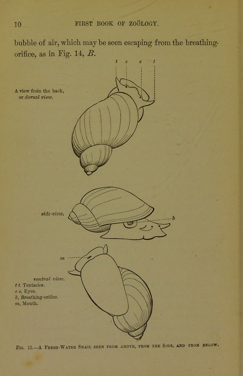 bubble of air, which maybe seen escaping from the breathing- orifice, as in Fig. 14, B. t e e t Fig. 13.—A Fresh-Water Snail seen from above, from the Side, and from below.