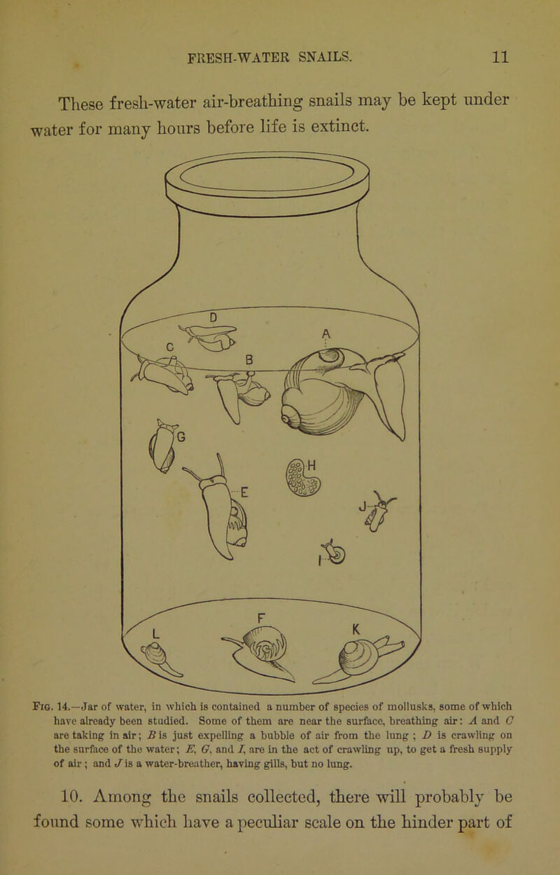 These fresh-water air-breathing snails may be kept under water for many hours before life is extinct. Fig. 14.—Jar of water, in which is contained a number of species of mollusks, some of which have already been studied. Some of them are near the surface, breathing air: A and G are taking in air; B is just expelling a bubble of air from the lung ; D is crawling on the surface of the water; E. G. and A are in the act of crawling up, to get a fresh supply of air; and ./is a water-breather, having gills, but no lung. 10. Among the snails collected, there will probably be found some which have a peculiar scale on the hinder part of