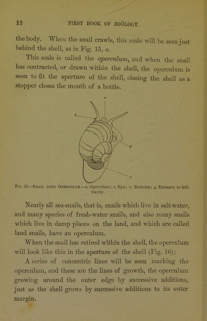 the body. When the snail crawls, this scale will he seen just behind the shell, as in Fig. 15, o. This scale is called the operculum, and when the snail has contracted, or drawn within the shell, the operculum is seen to fit the aperture of the shell, closing the shell as a stopper closes the mouth of a bottle. Fig. 15.—Snail with Operculum.—o, Operculum; e, Eye; r, nostrum; q1 Entrance to Gill- Cavity. Nearly all sea-snails, that is, snails which live in salt-water, and many species of fresli-water snails, and also many snails which live in damp places on the land, and which are called land snails, have an operculum. When the snail has retired within the shell, the operculum will look like this in the aperture of the shell (Fig. 16): A series of concentric lines will be seen marking the operculum, and these are the lines of growth, the operculum growing around the outer edge by successive additions, just as the shell grows by successive additions to its outer margin.