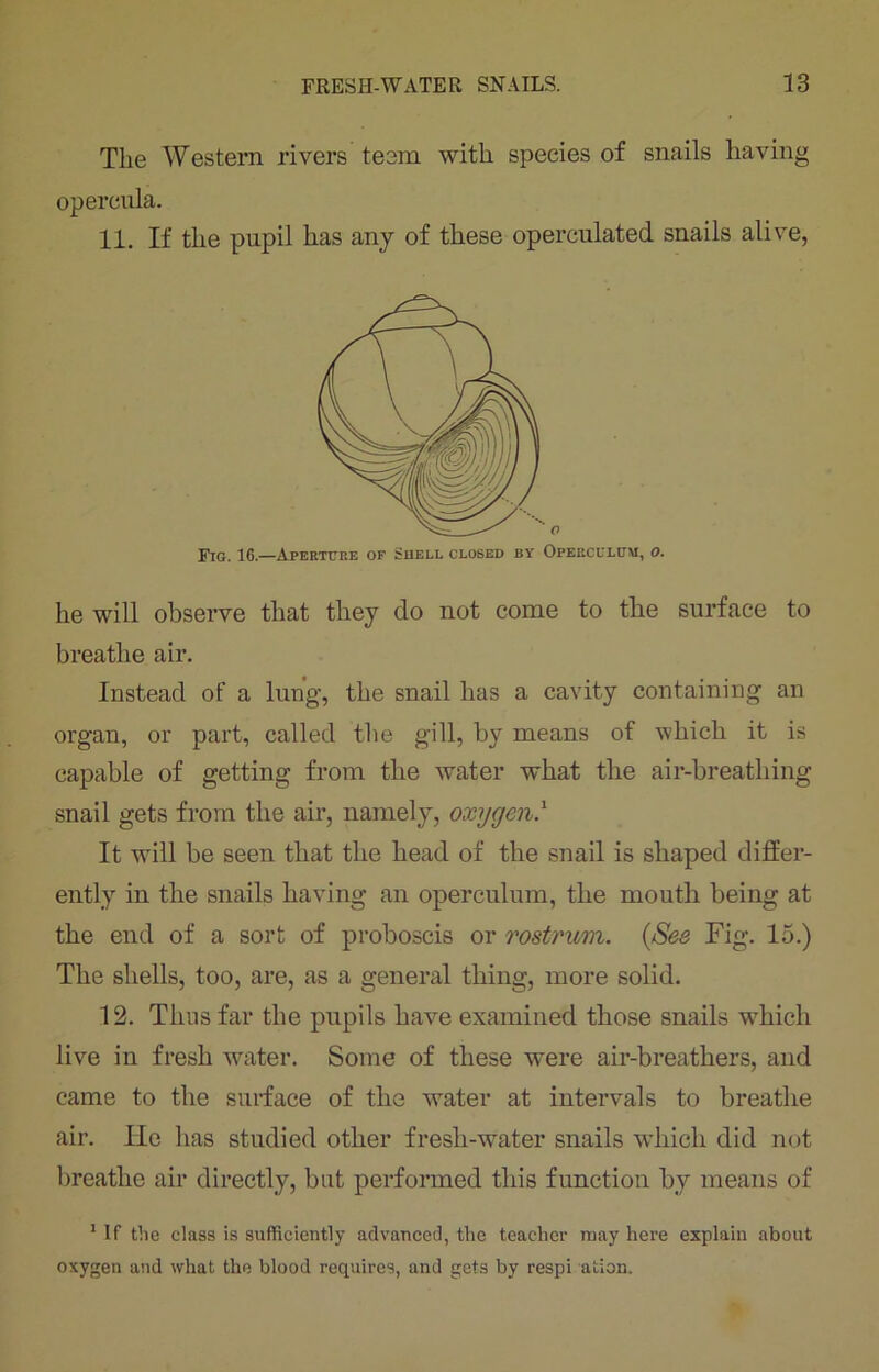 The Western rivers teem with species of snails having opereula. 11. If the pupil has any of these operculated snails alive, he will observe that they do not come to the surface to breathe air. Instead of a lung, the snail has a cavity containing an organ, or part, called the gill, by means of which it is capable of getting from the water what the air-breathing snail gets from the air, namely, oxygen.1 It will be seen that the head of the snail is shaped differ- ently in the snails having an operculum, the mouth being at the end of a sort of proboscis or rostrum. (See Fig. 15.) The shells, too, are, as a general thing, more solid. 12. Thus far the pupils have examined those snails which live in fresh water. Some of these were air-breathers, and came to the surface of the water at intervals to breathe air. lie has studied other fresh-water snails which did not breathe air directly, but performed this function by means of 1 If the class is sufficiently advanced, the teacher may here explain about oxygen and what the blood requires, and gets by respi ation. Fig. 16.—Aperture op Shell closed by Opepxulum, o.