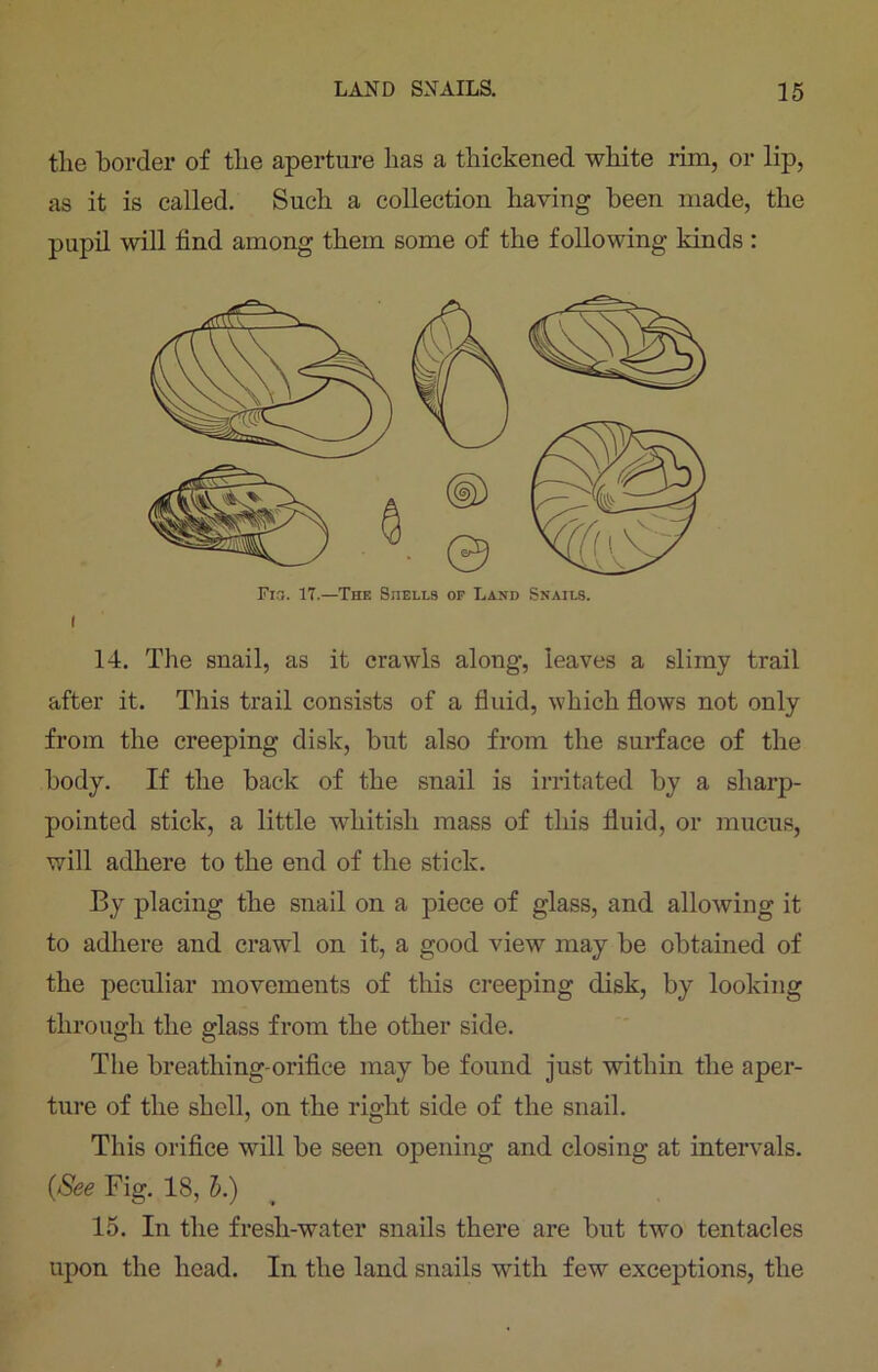 the border of tlie aperture has a thickened white rim, or lip, as it is called. Such a collection having been made, the pupil will find among them some of the following kinds : i F13. 17.—The Shells of Land Snails. 14. The snail, as it crawls along, leaves a slimy trail after it. This trail consists of a fluid, which flows not only from the creeping disk, hut also from the surface of the body. If the back of the snail is irritated by a sharp- pointed stick, a little whitish mass of this fluid, or mucus, will adhere to the end of the stick. By placing the snail on a piece of glass, and allowing it to adhere and crawl on it, a good view may he obtained of the peculiar movements of this creeping disk, by looking through the glass from the other side. The breathing-orifice may be found just within the aper- ture of the shell, on the right side of the snail. This orifice will be seen opening and closing at intervals. 0See Fig. 18, 5.) 15. In the fresh-water snails there are but two tentacles upon the head. In the land snails with few exceptions, the